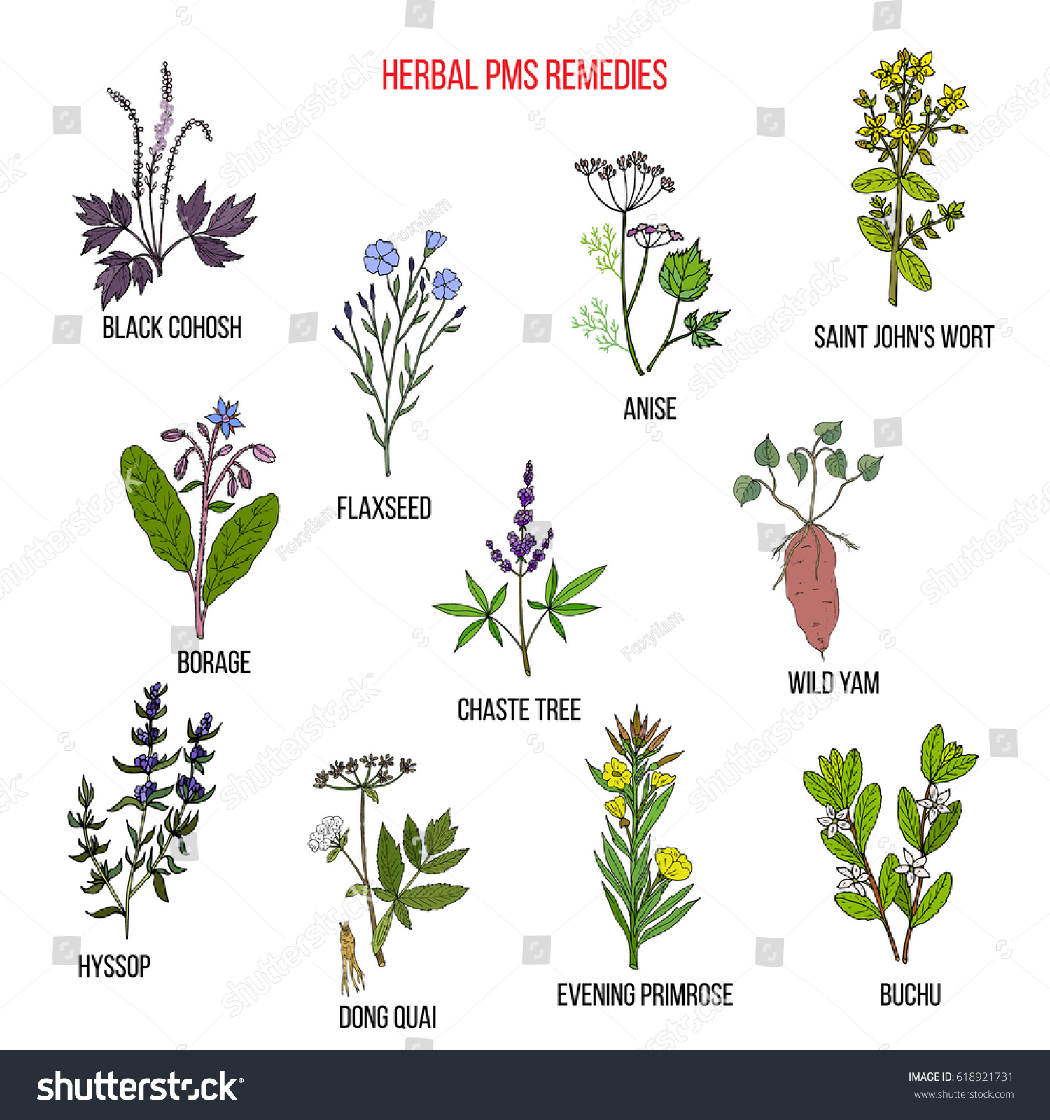 Herbal Remedies Pms Hand Drawn Vector Stock Vector (royalty Free 