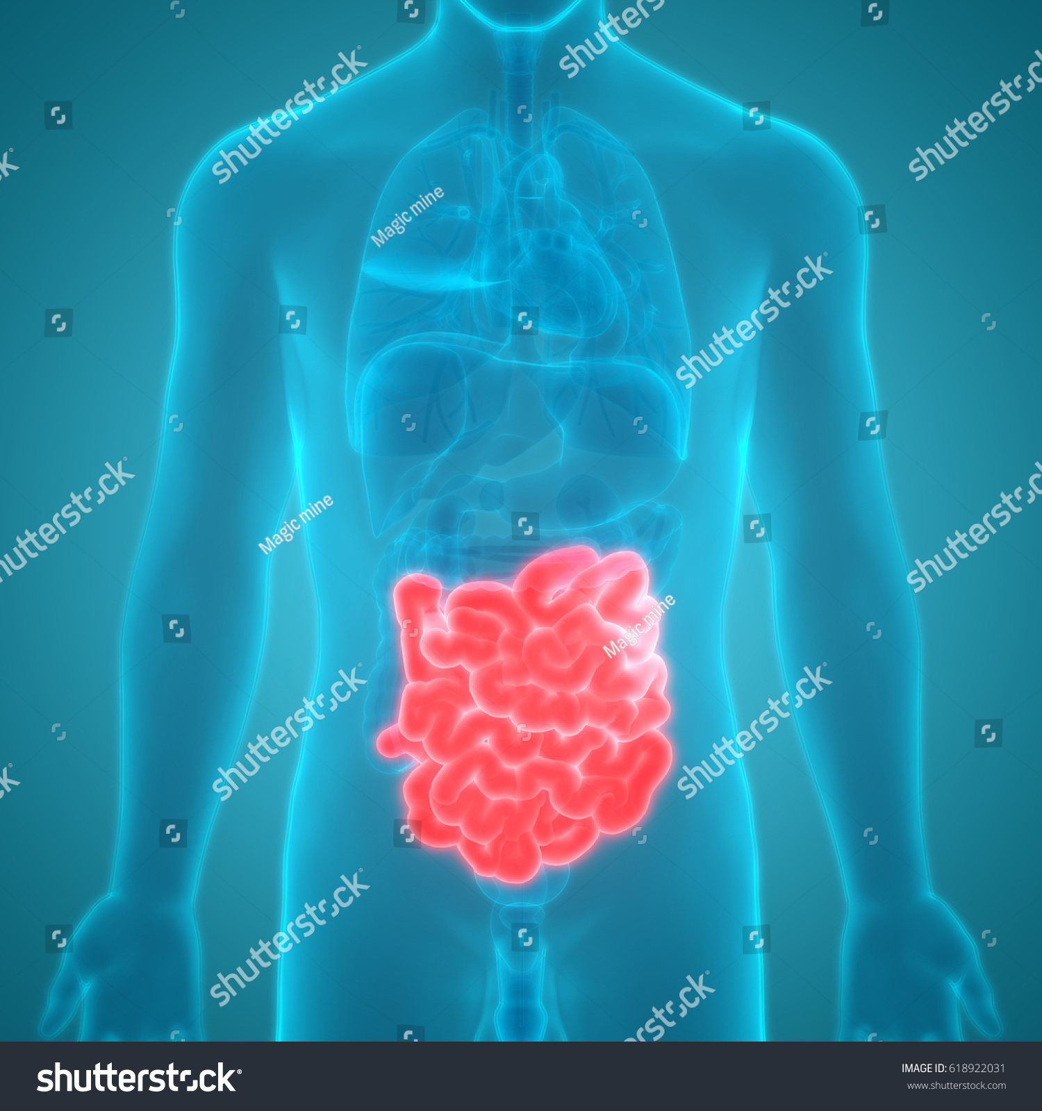 Human Digestive System Anatomy Small Intestine Stock Illustration 618922031 Shutterstock