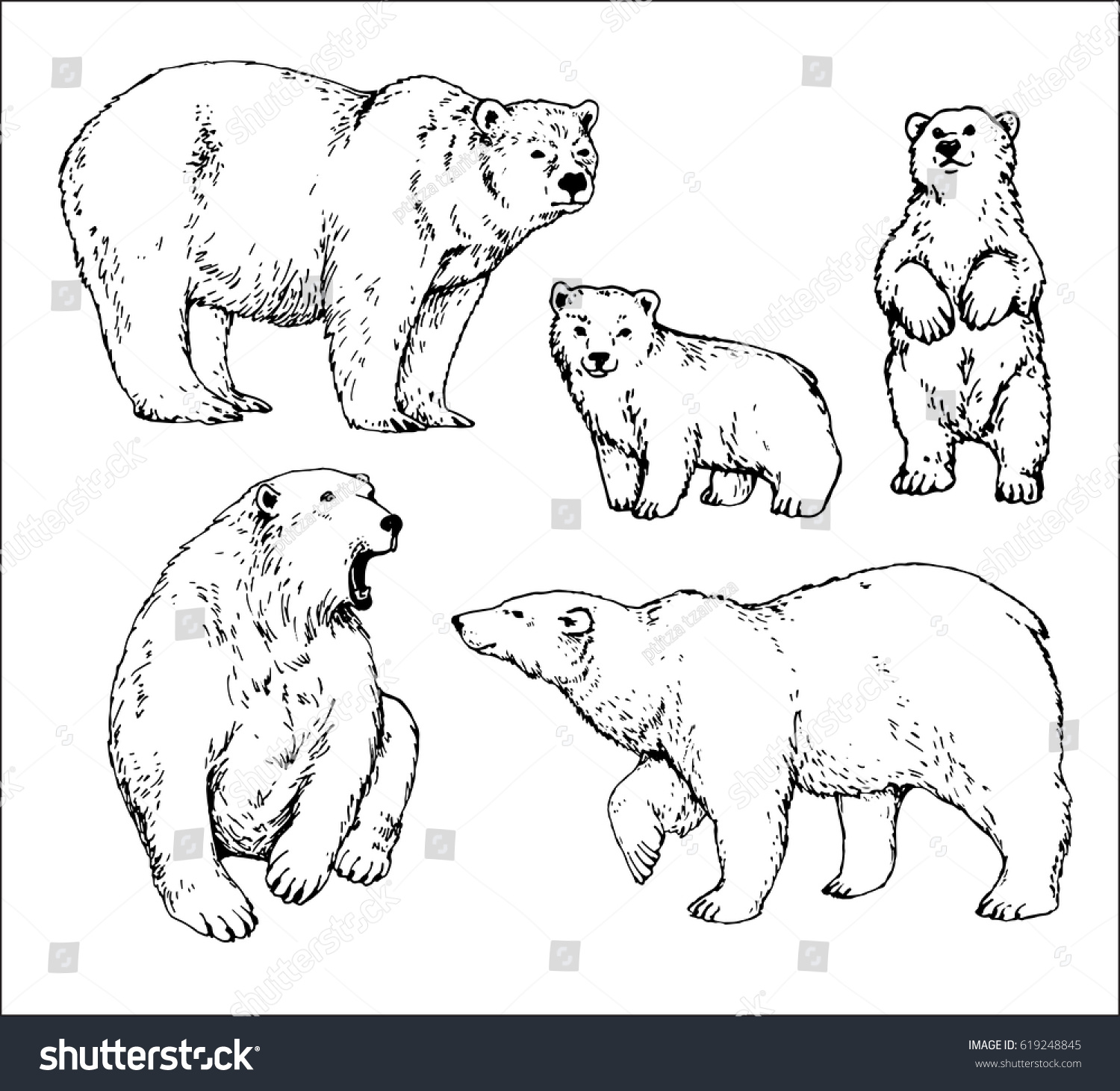 Рисунок полярного медведя для детей поэтапно легко