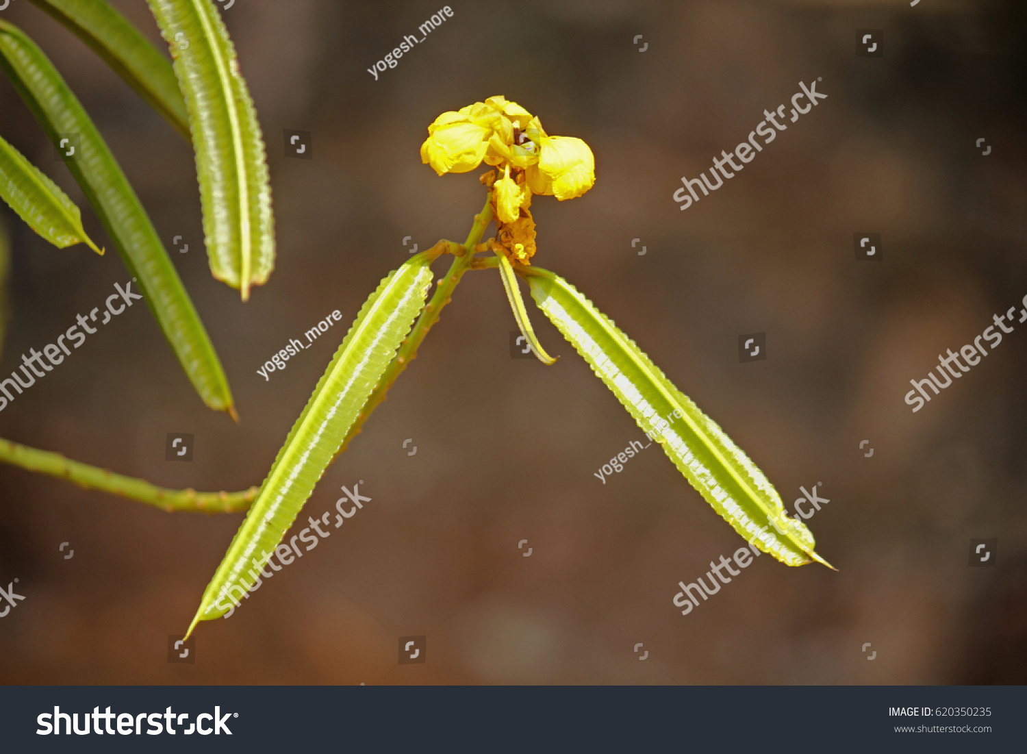 Evolvulus Alsinoides Dwarf Morning Glory Slender写真素材 Shutterstock