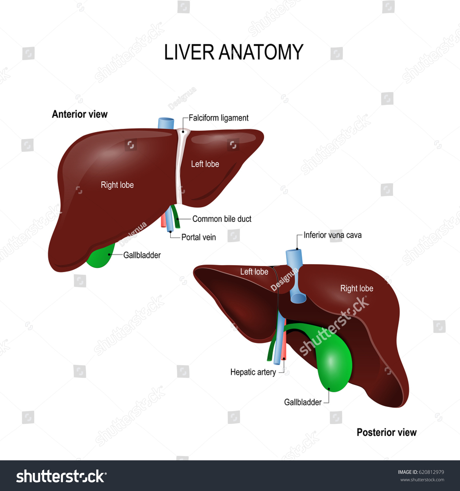 Human Liver Anatomy Front Back Two Stock Illustration 620812979 ...