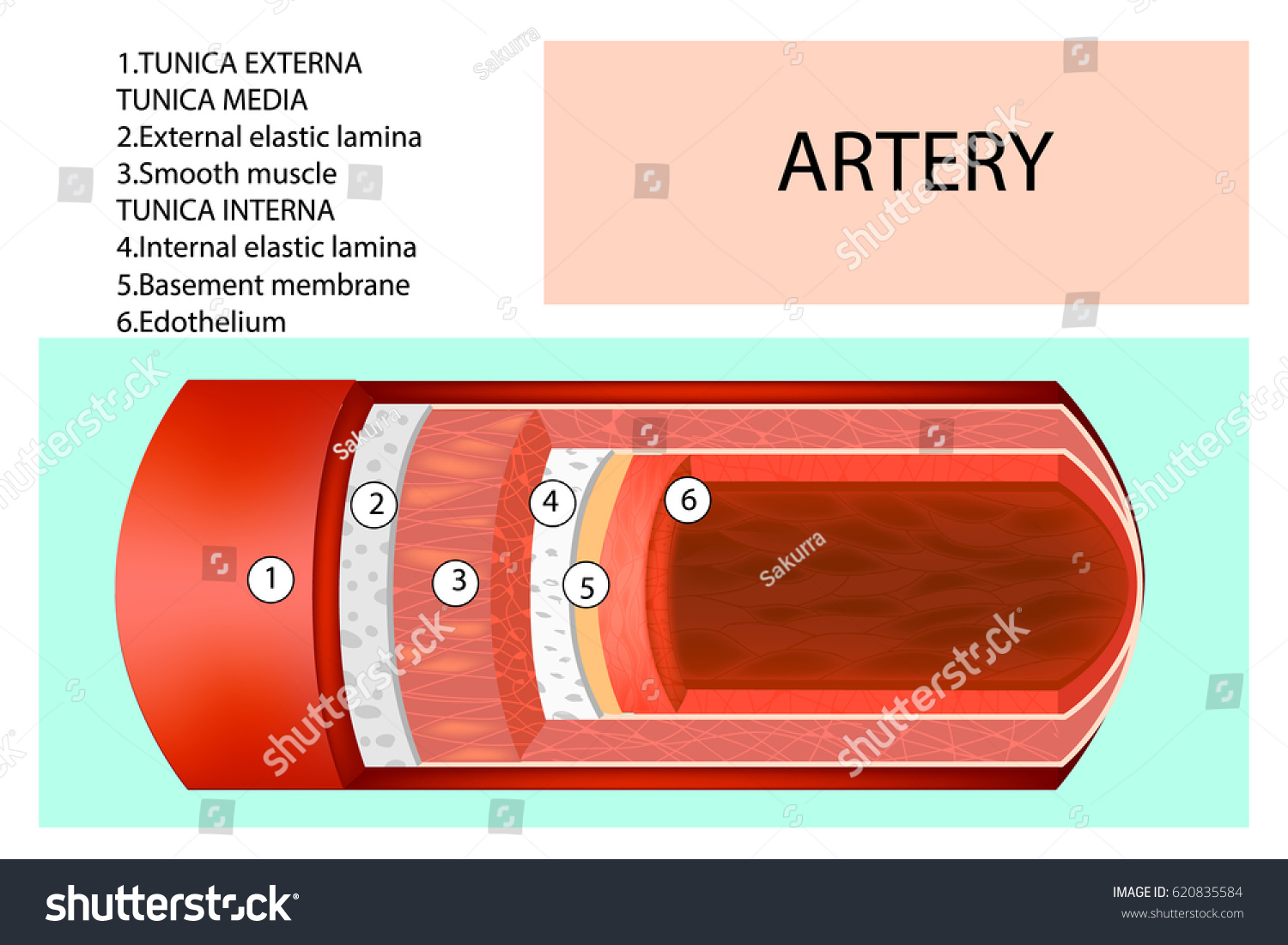 Artery Structure Anatomy Artery Name Each 库存矢量图（免版税）620835584 Shutterstock 3743