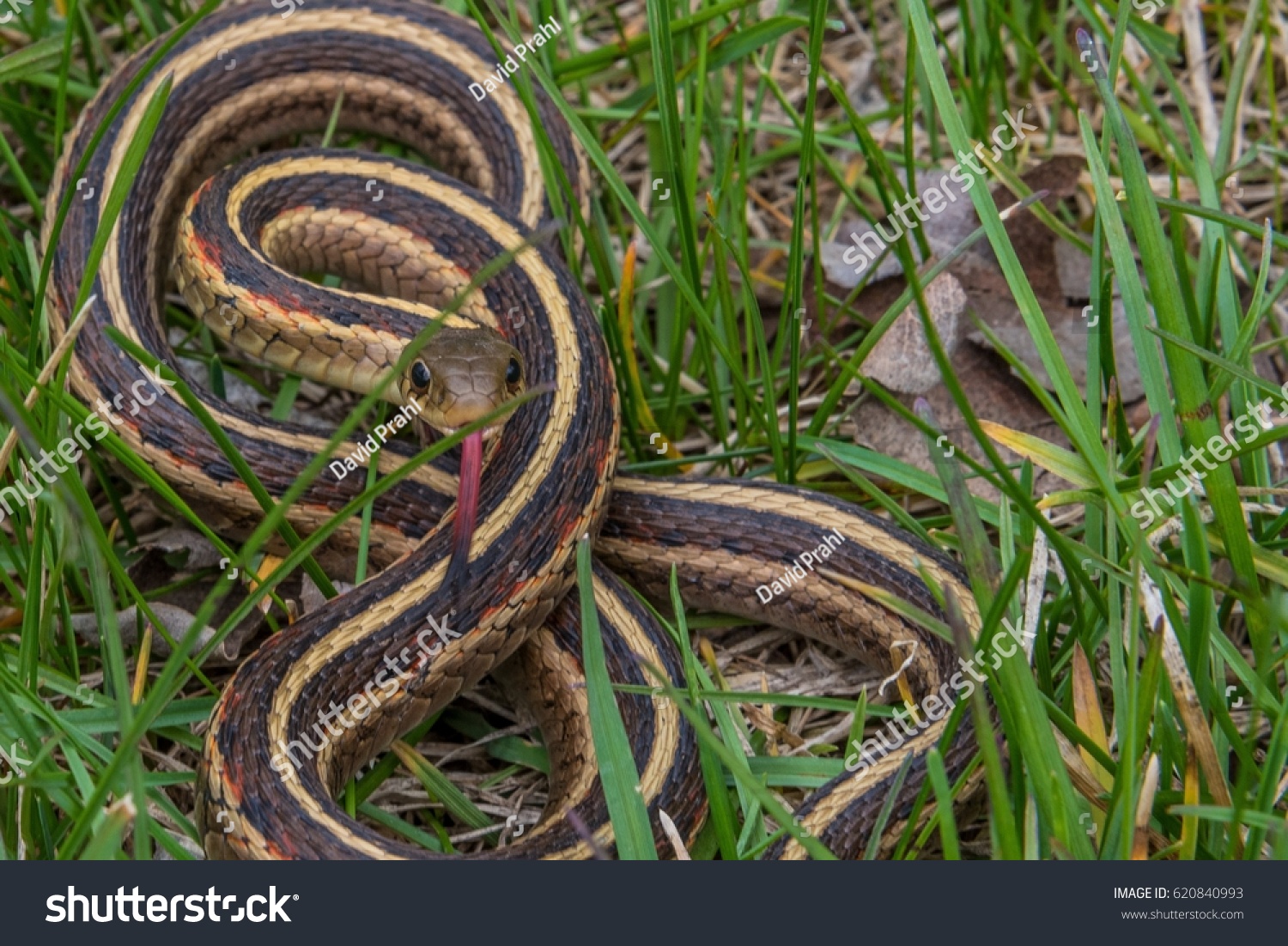 Closeup Garter Snake Coiled Tongue Out Stock Photo 620840993 | Shutterstock