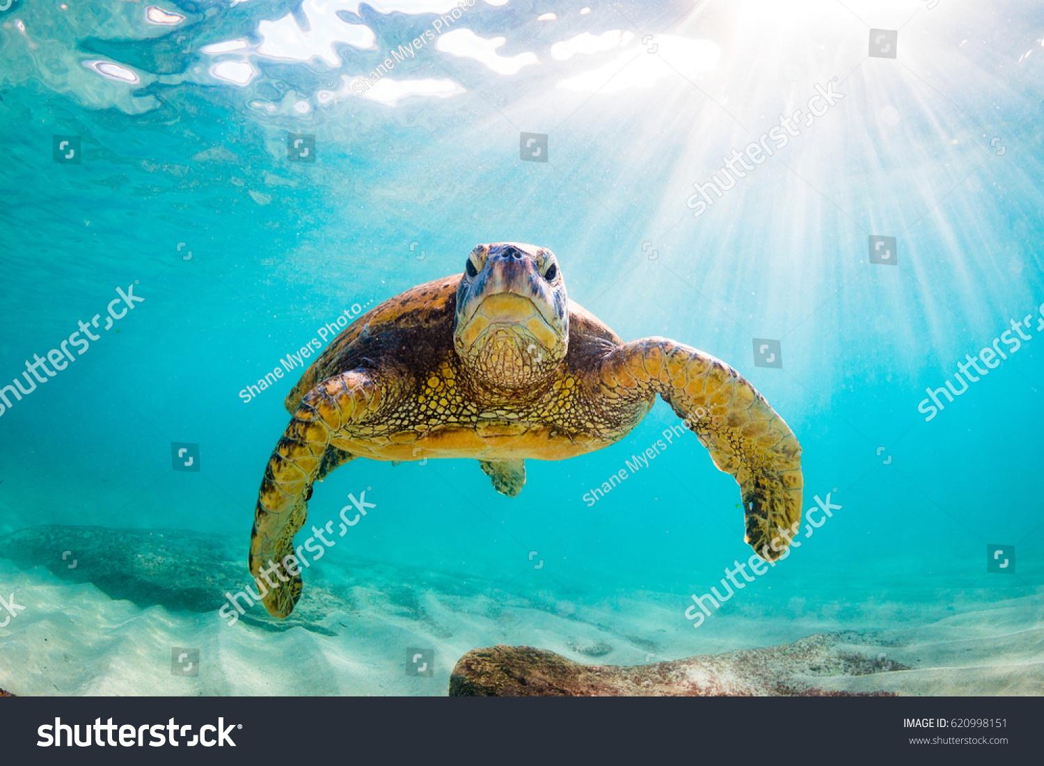 ガラパゴス島の海亀の写真写真素材 Shutterstock