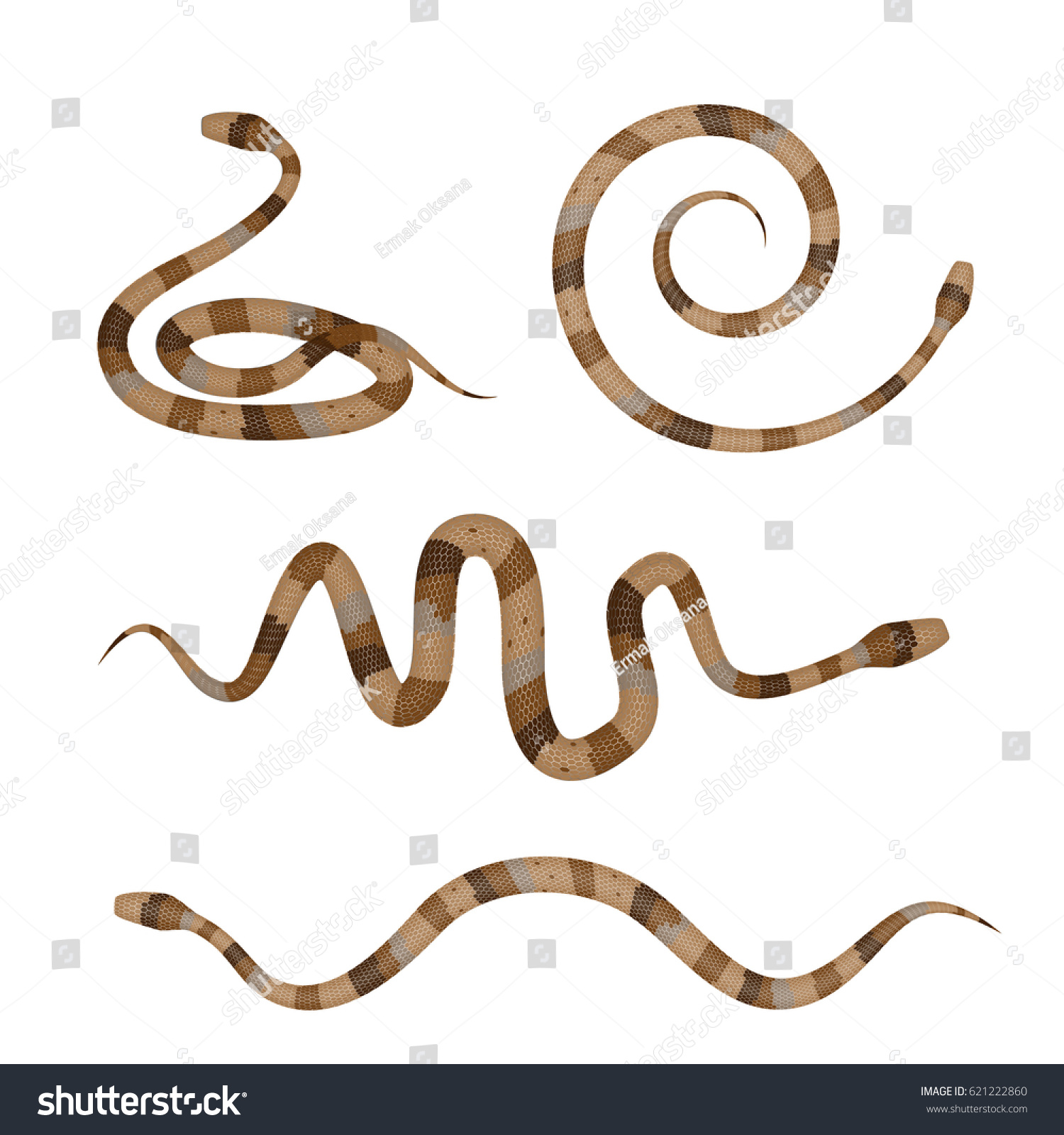 Collection Brown Poisonous Snakes Pythons Isolated Stock Vector Royalty Free