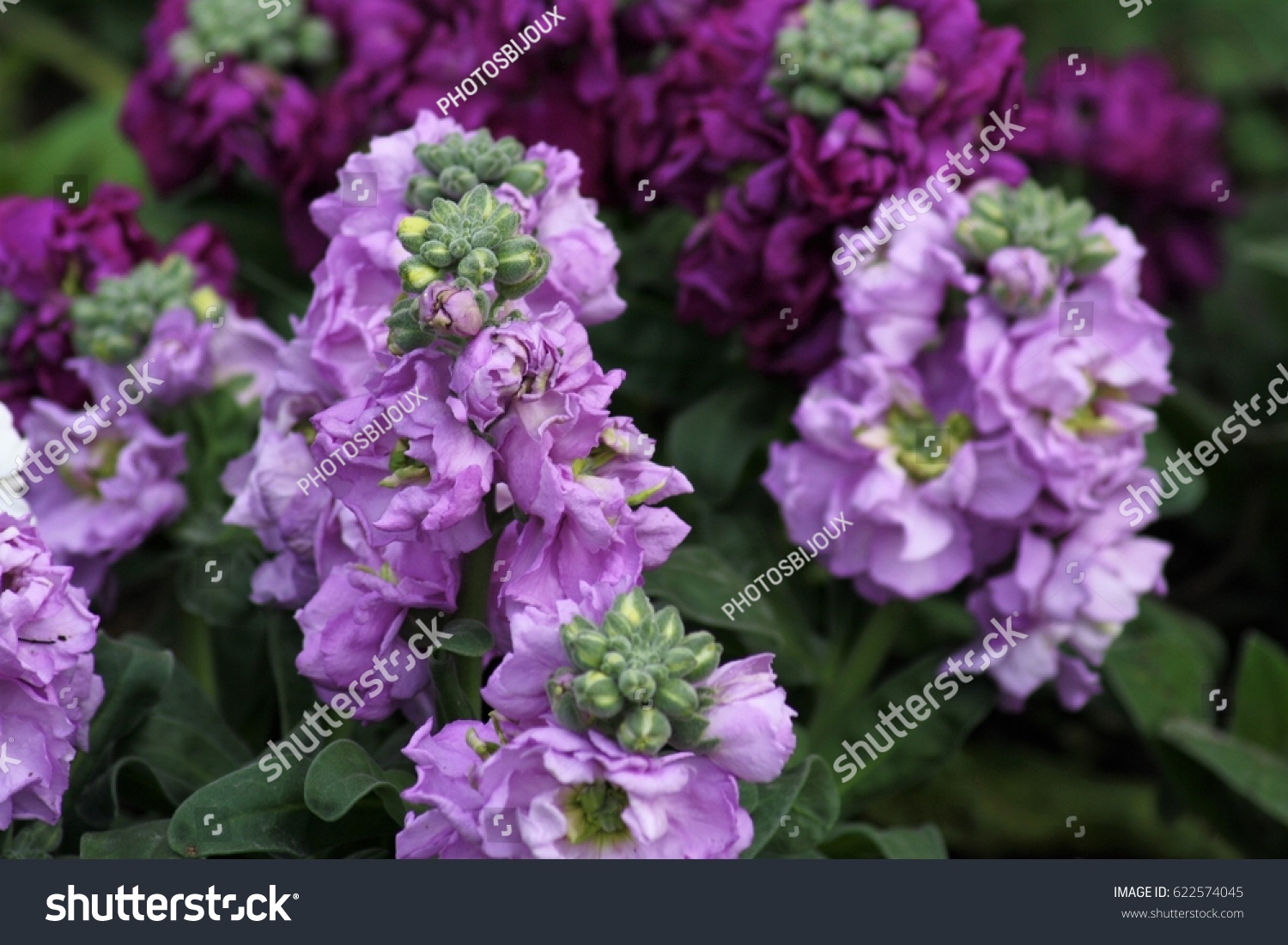 2 Mathiola incana Images, Stock Photos & Vectors | Shutterstock