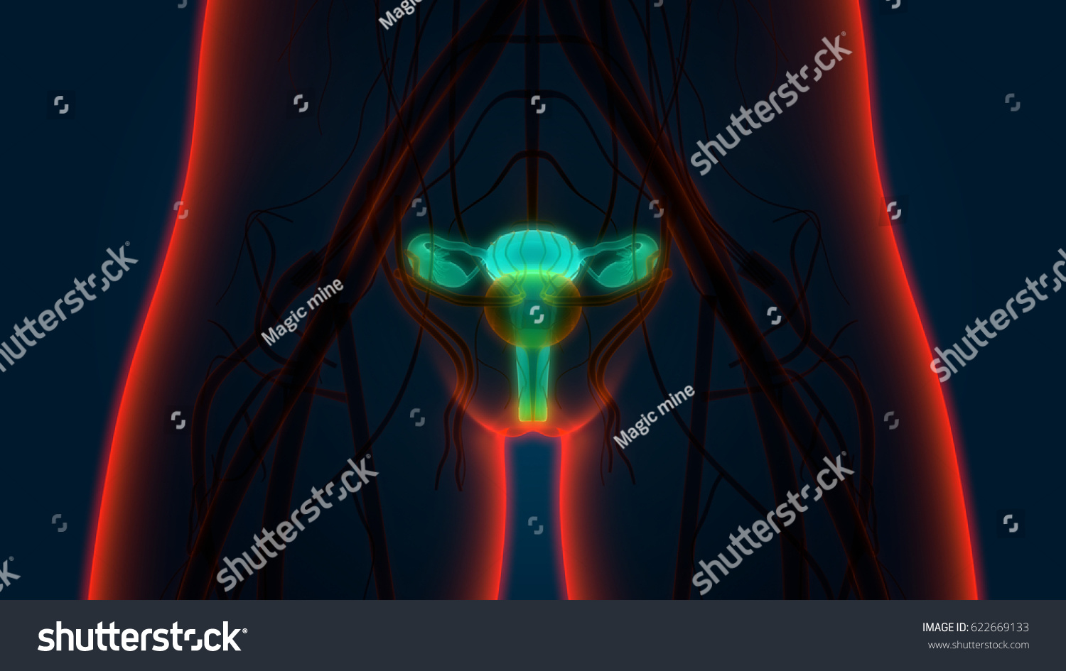 Female Reproductive System Nervous System Urinary Stock Illustration ...