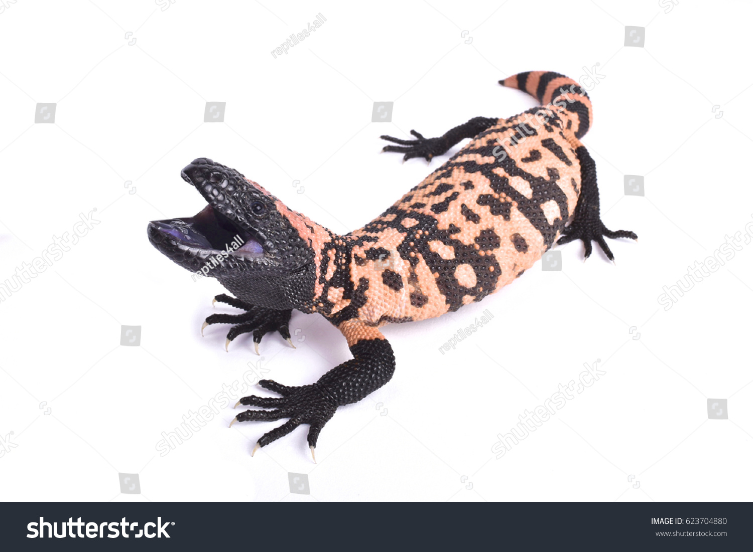 banded gila monster