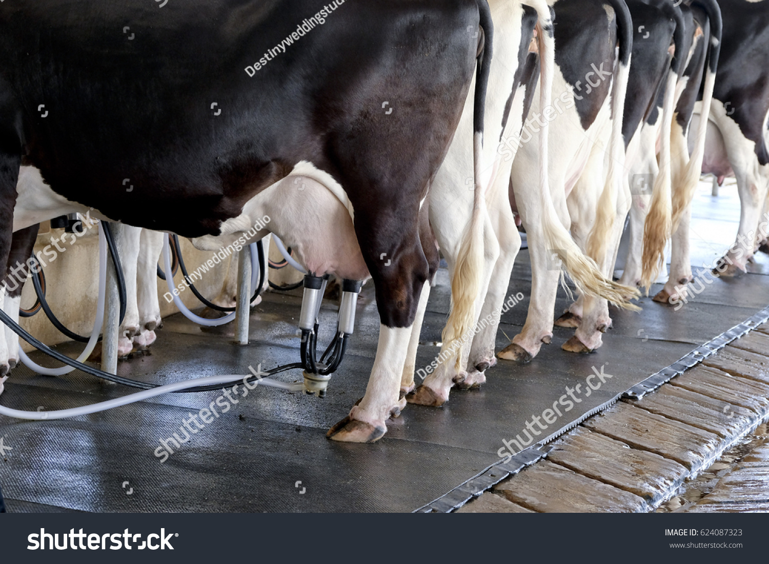 Cow Milking Facility Mechanized Milking Equipment Stock Photo 624087323 ...