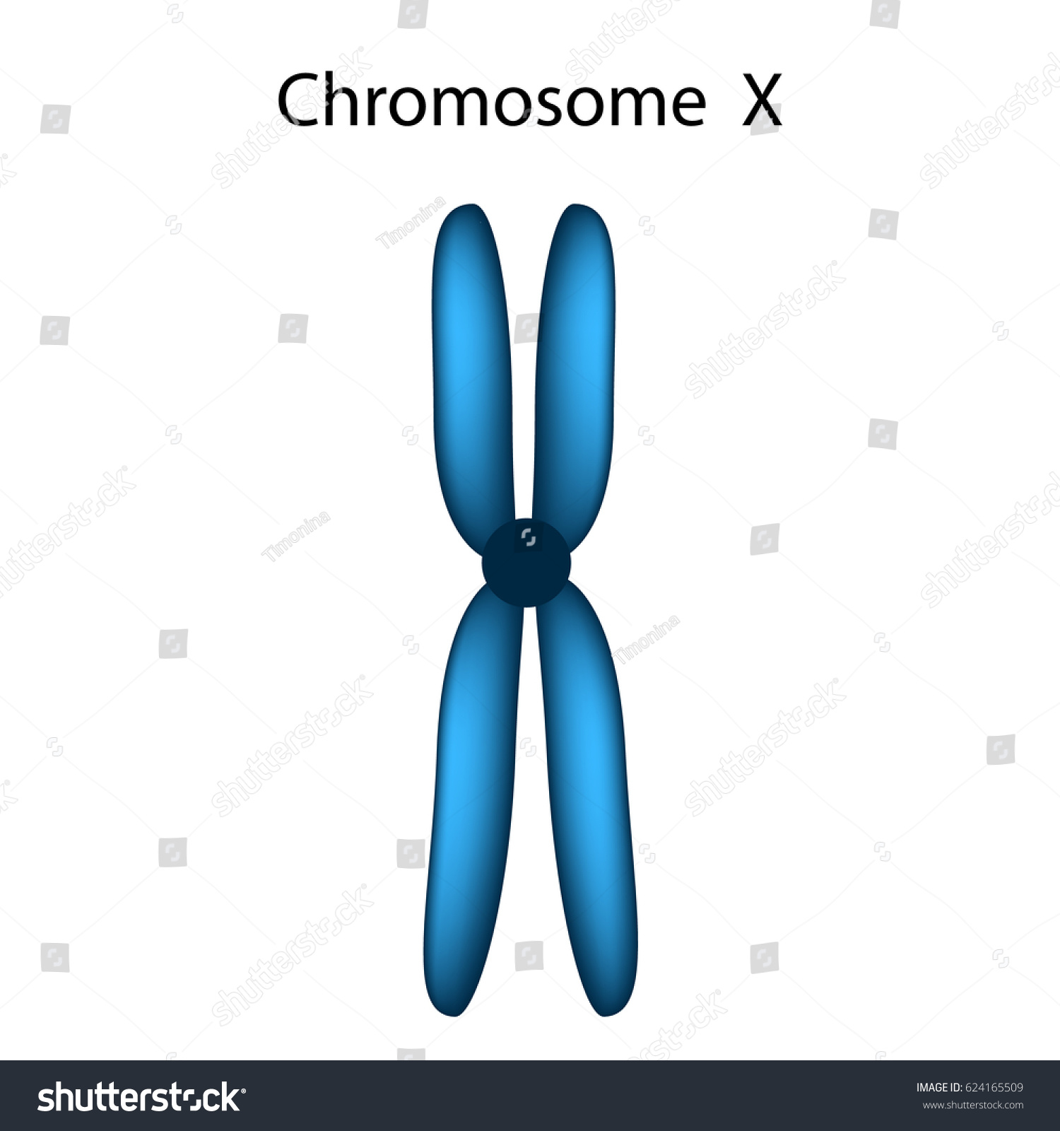 Structure Chromosome X Infographics Illustration On Stock Illustration ...