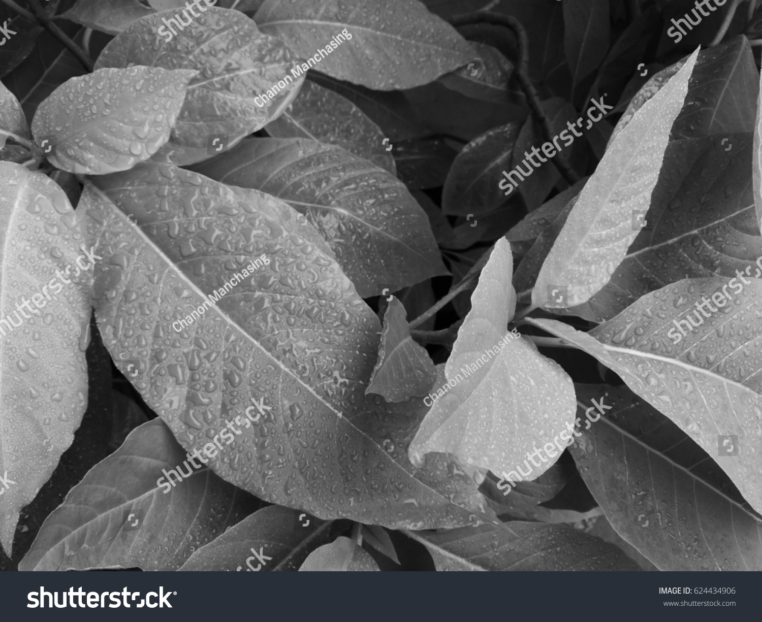 Leaf Texture Detail Black White Stock Photo 624434906 | Shutterstock