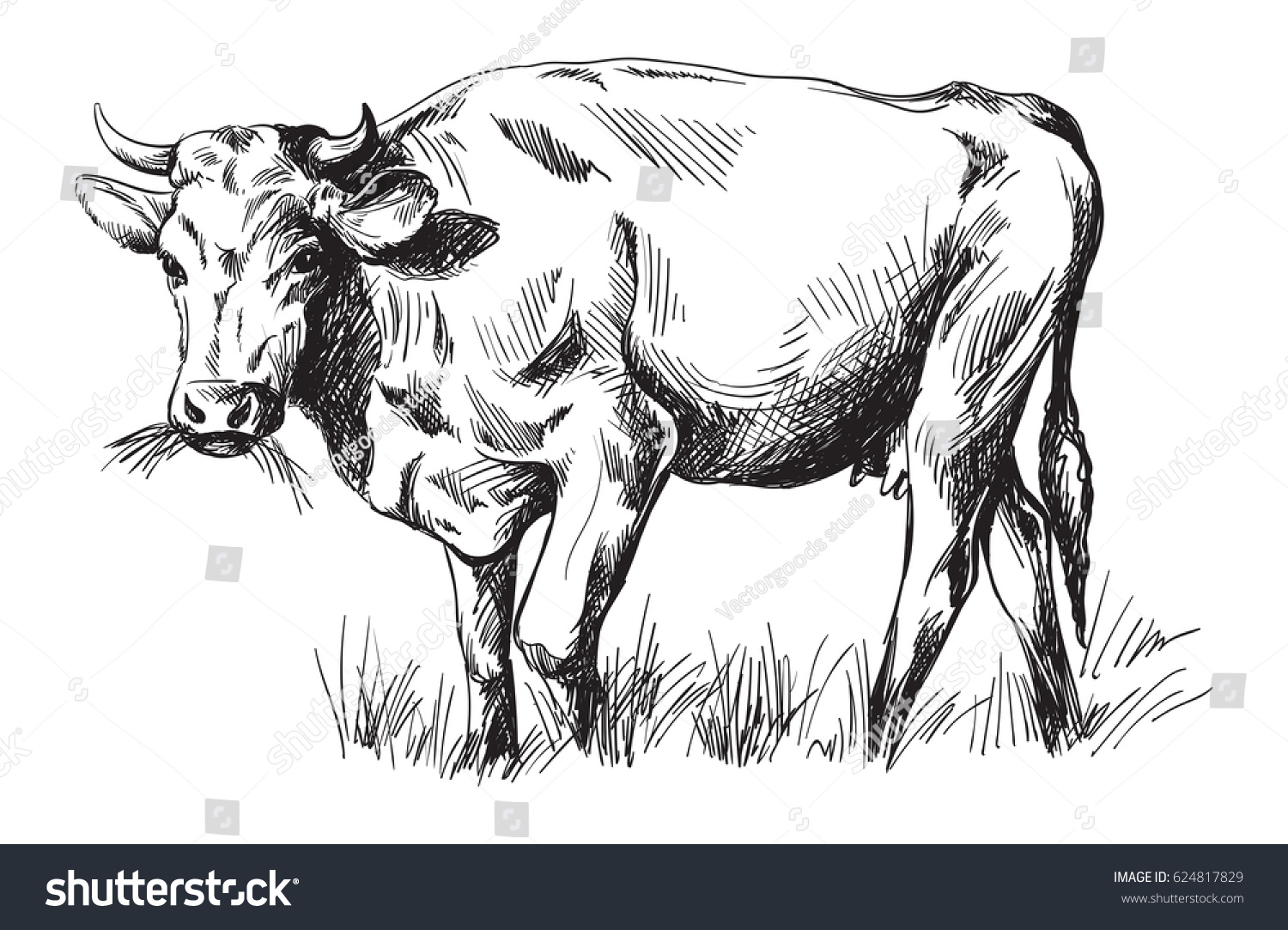 Корова набросок