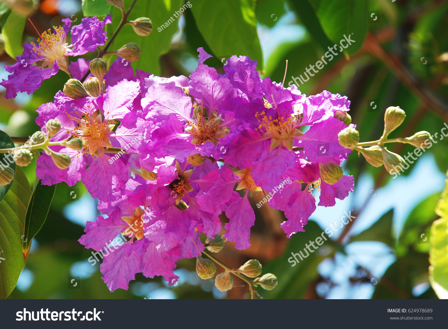 Lagerstroemia Speciosa Queens Crape Myrtle Pride Stock Photo 624978689 ...