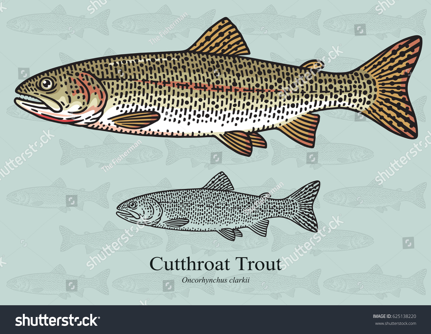 Cutthroat Trout Vector Illustration Refined Details Stock Vector   Stock Vector Cutthroat Trout Vector Illustration With Refined Details And Optimized Stroke That Allows The 625138220 