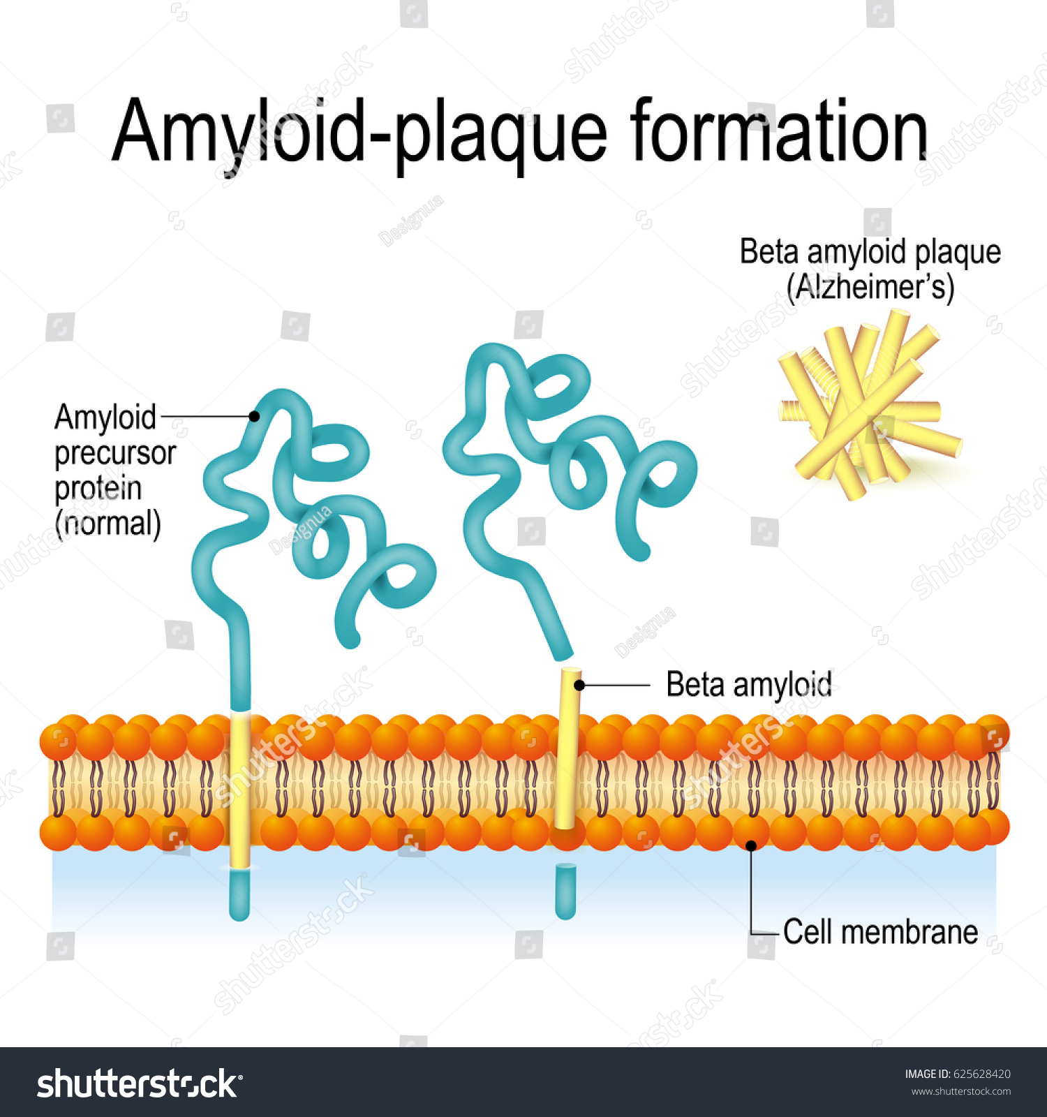 Cell Membrane Amyloid Precursor Protein App: Ilustrações Stock ...