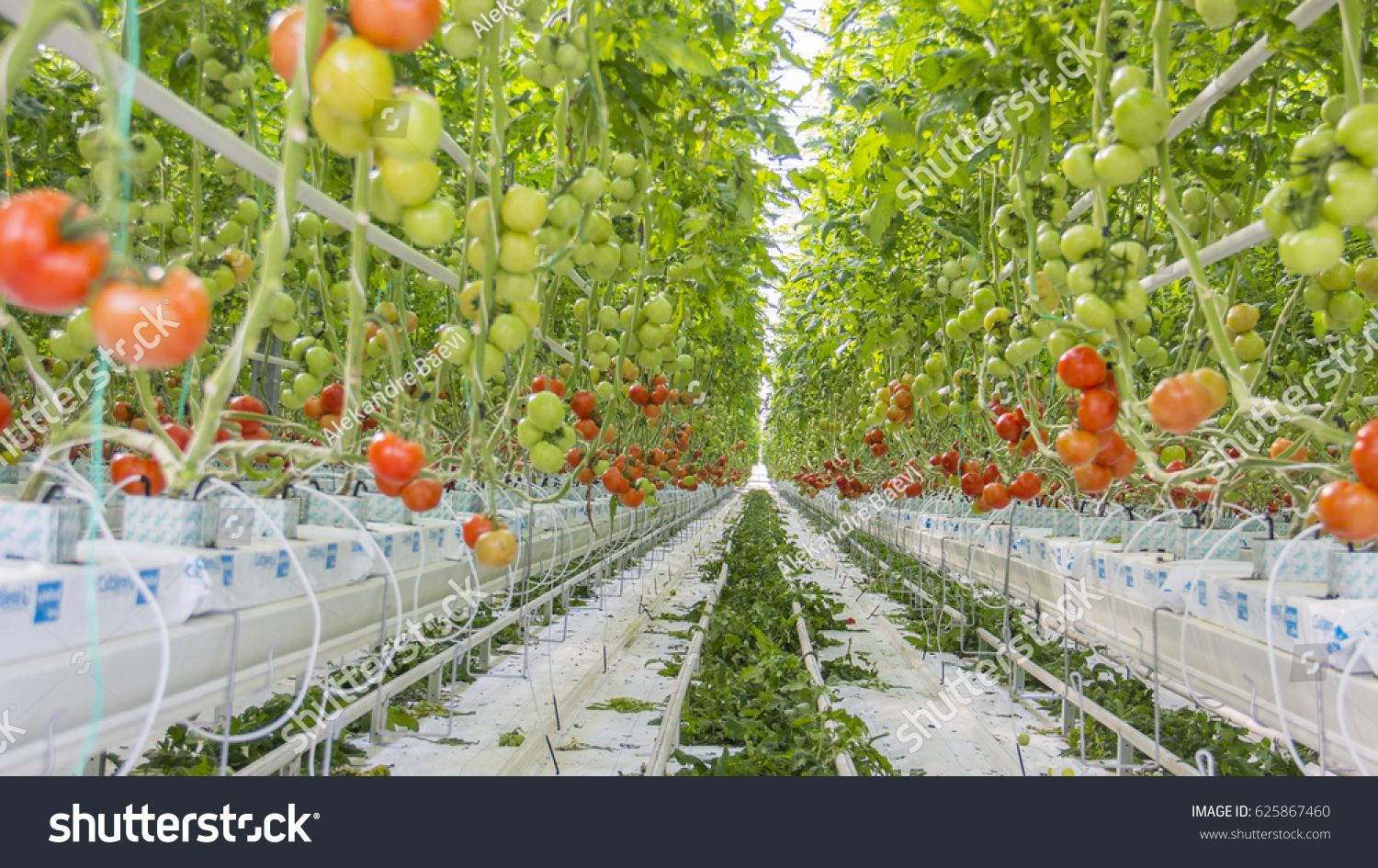 Методы выращивания помидоров. Томаты черри гидропоника. Томат Мерлис в промышленной теплице. Голландия гидропонные томаты. Помидоры на гидропонике в теплице.