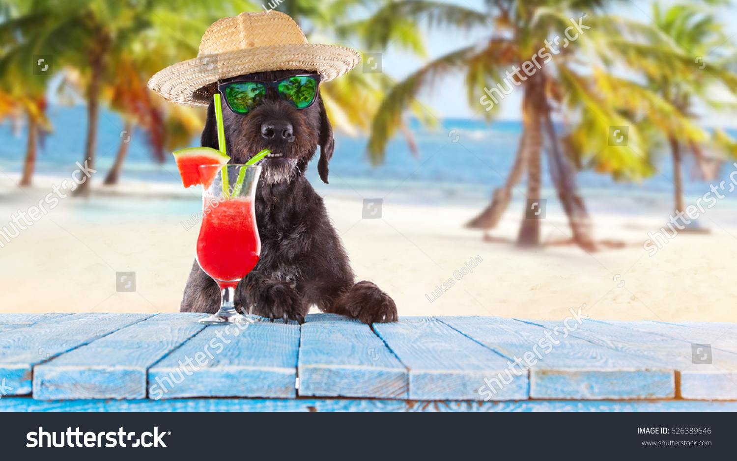 Black Mutt Dog Posing On Beach Stock Photo 626389646 | Shutterstock