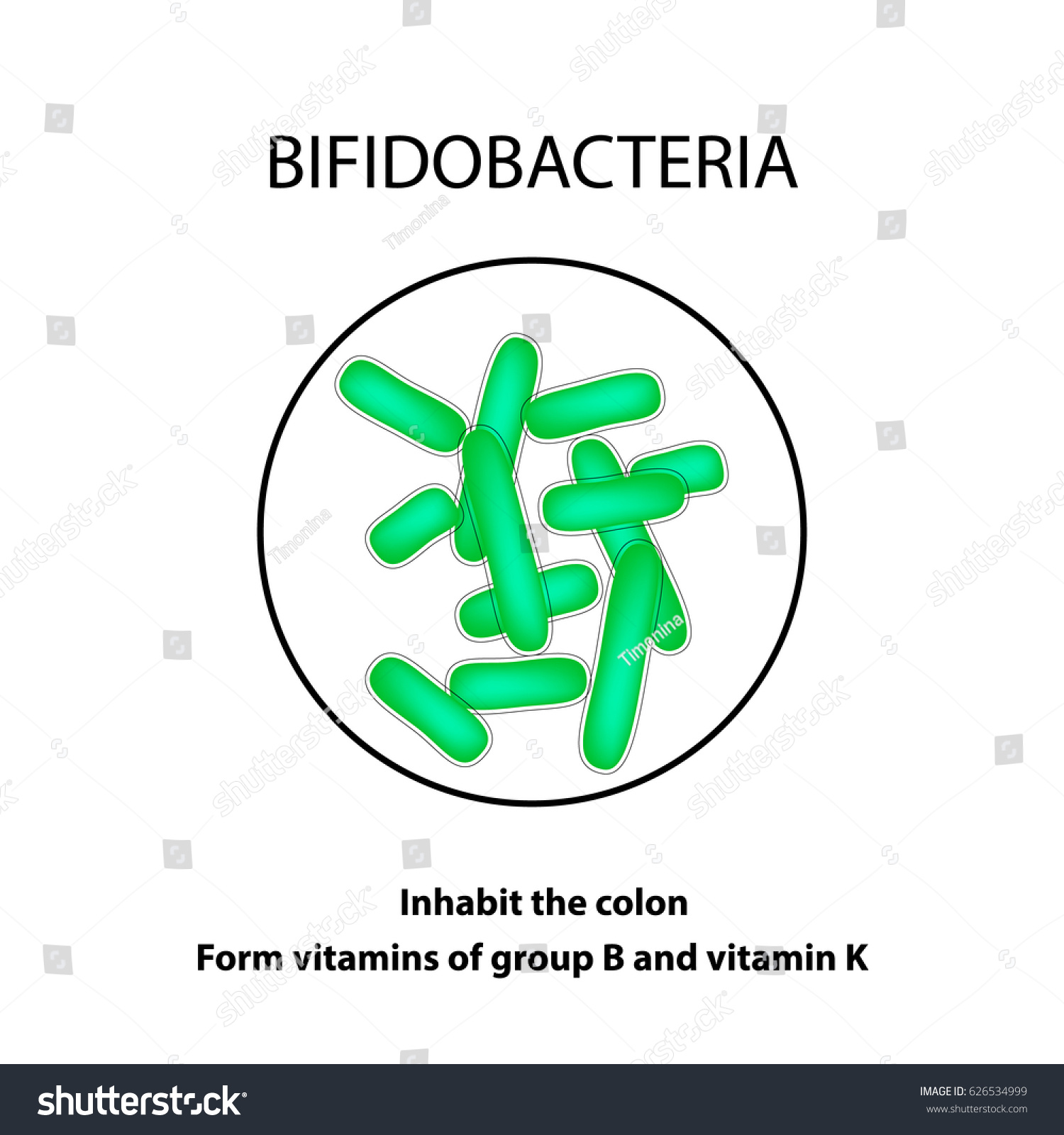 Structure Function Bifidobacterium Infographics Illustration On Stock ...