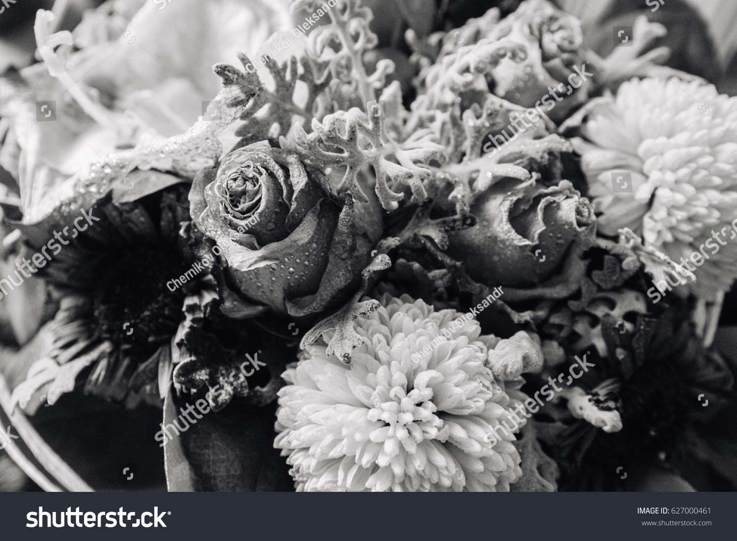 Black White Antique Dead Roses On Stock Photo 627000461 | Shutterstock