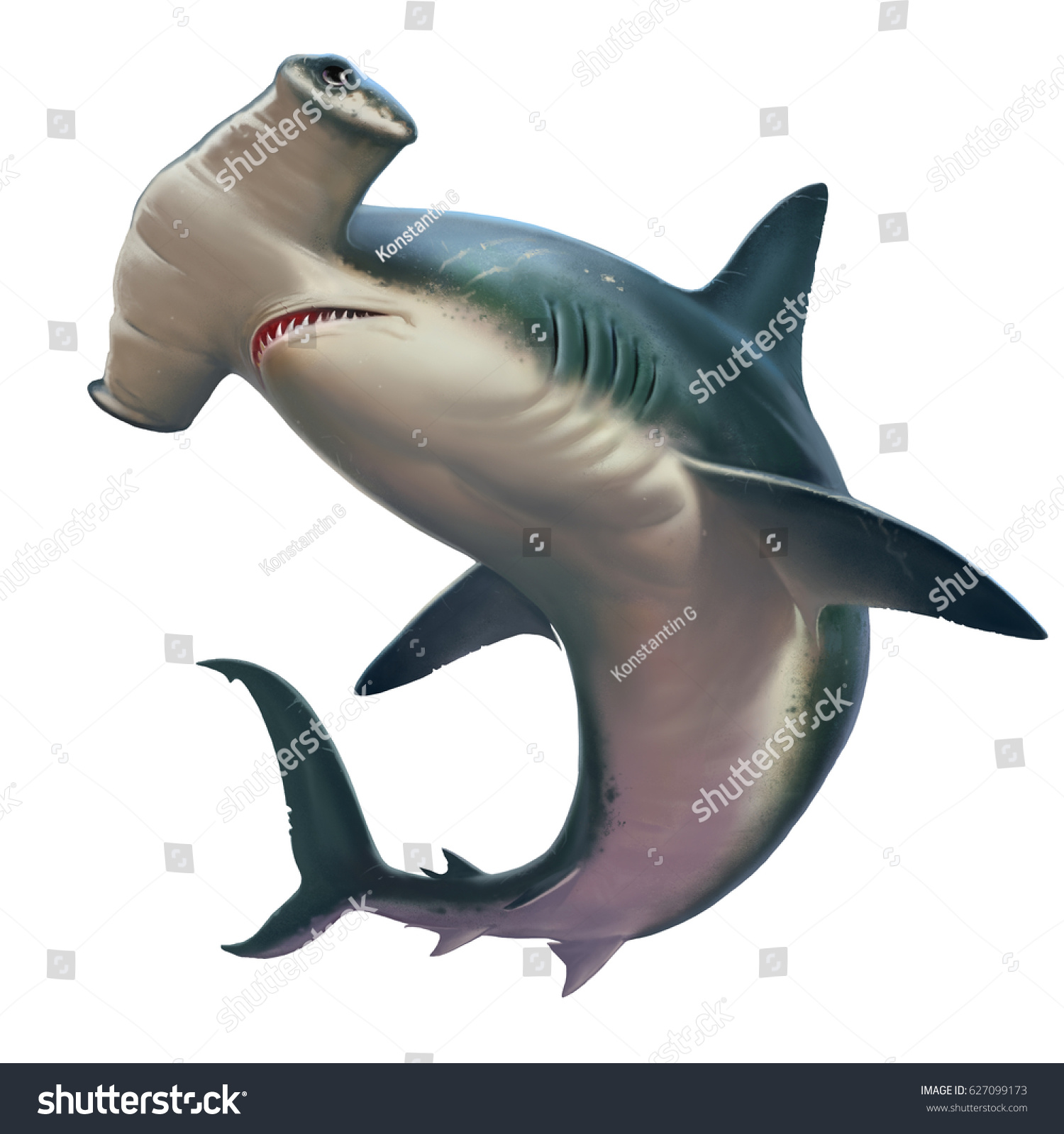 Акула молот на белом фоне
