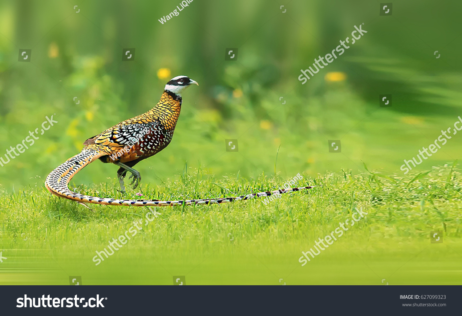 reeves pheasant