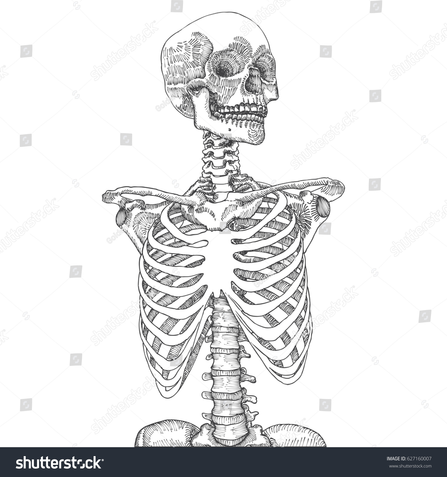 Скелет человека анатомия черно белая