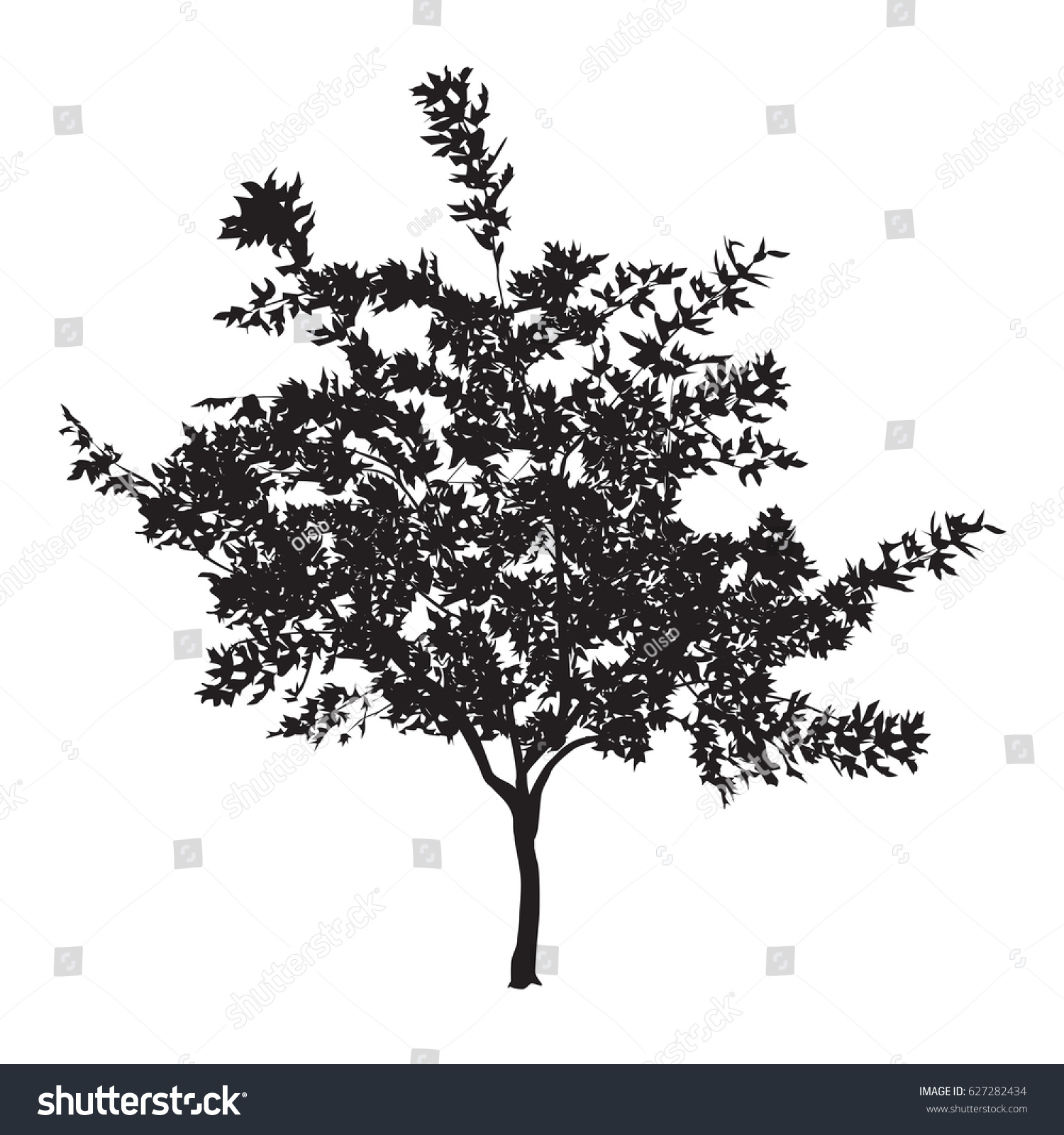 7,376 White sycamore Images, Stock Photos & Vectors | Shutterstock