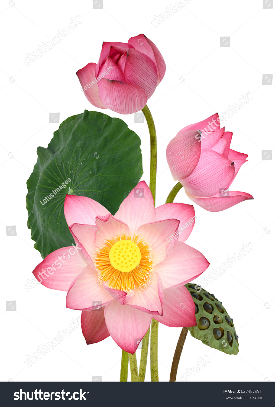 Beautiful Pink Lotus Flower Bouquet Isolated Stock Photo 627487991