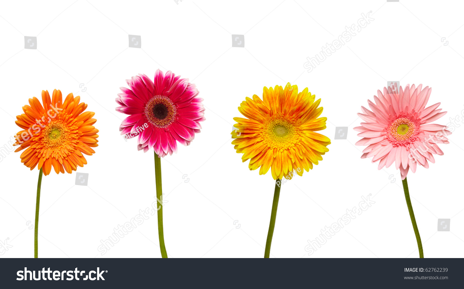 Collection Daisy Flower On White Background Stock Photo 62762239 ...