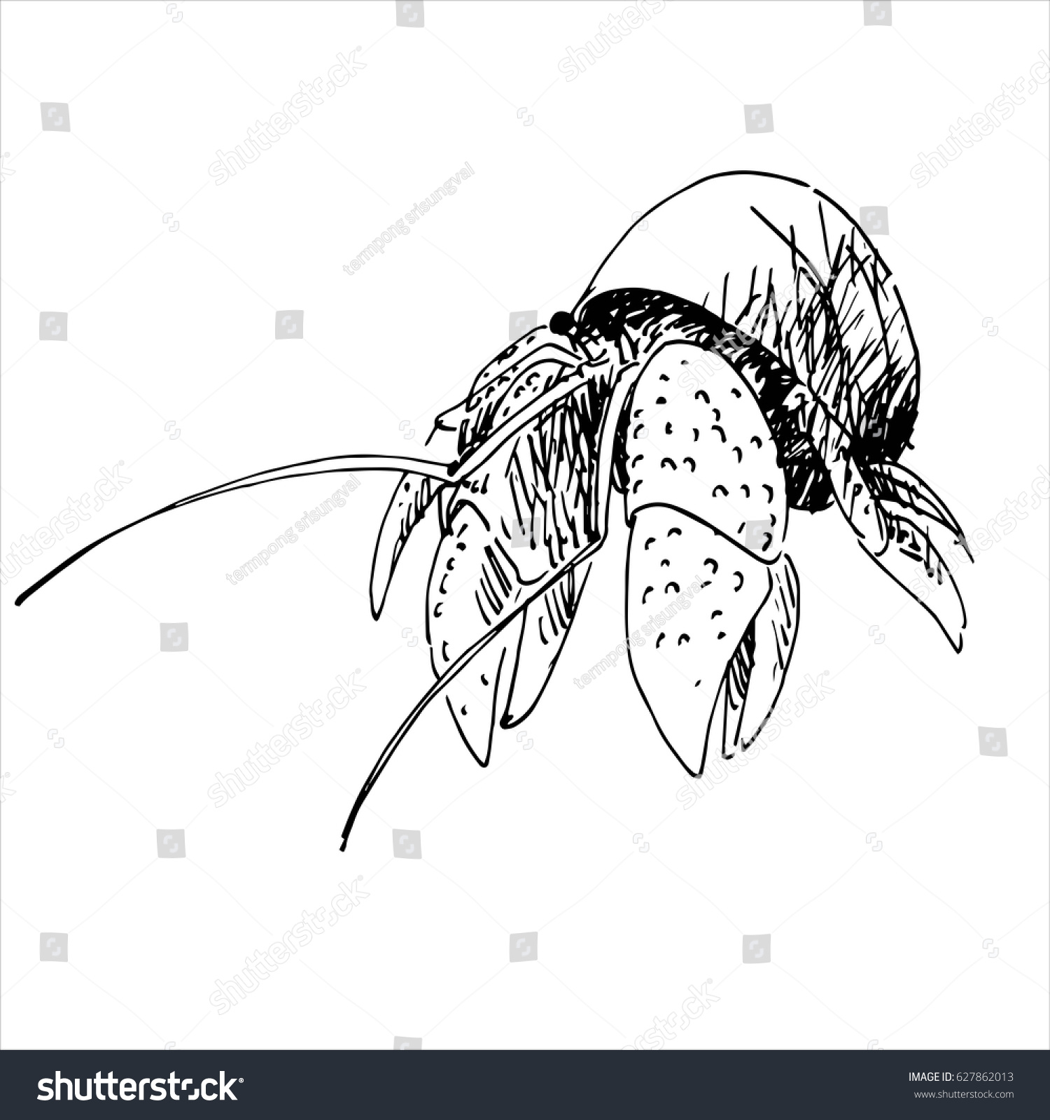 hermit crab without shell drawing