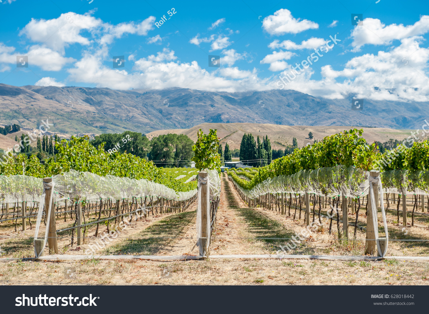 Vineyard Gibbston Valley New Zealand Central Stock Photo 628018442 ...