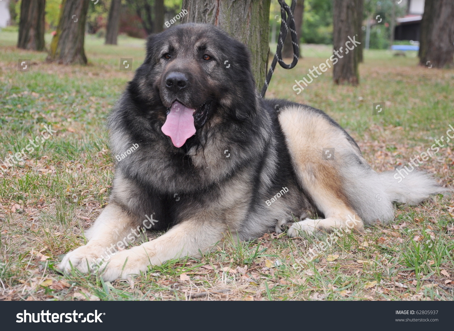 Illyrian Shepherd Dog