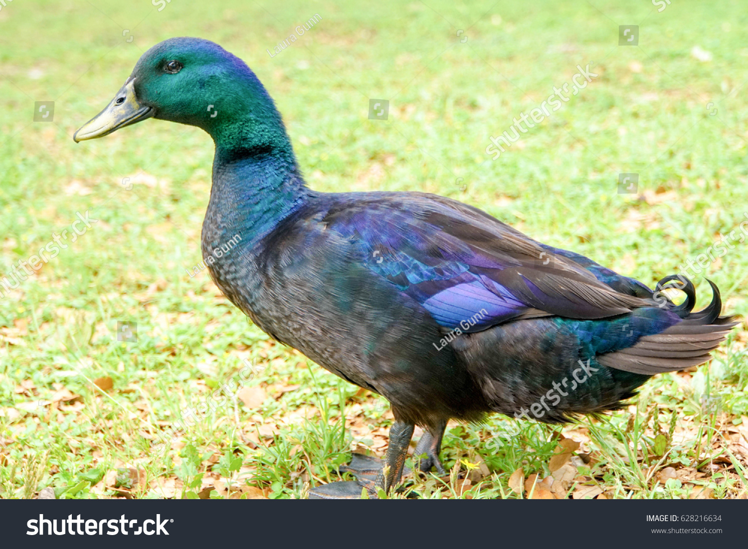 stock-photo-this-beautiful-duck-has-feat