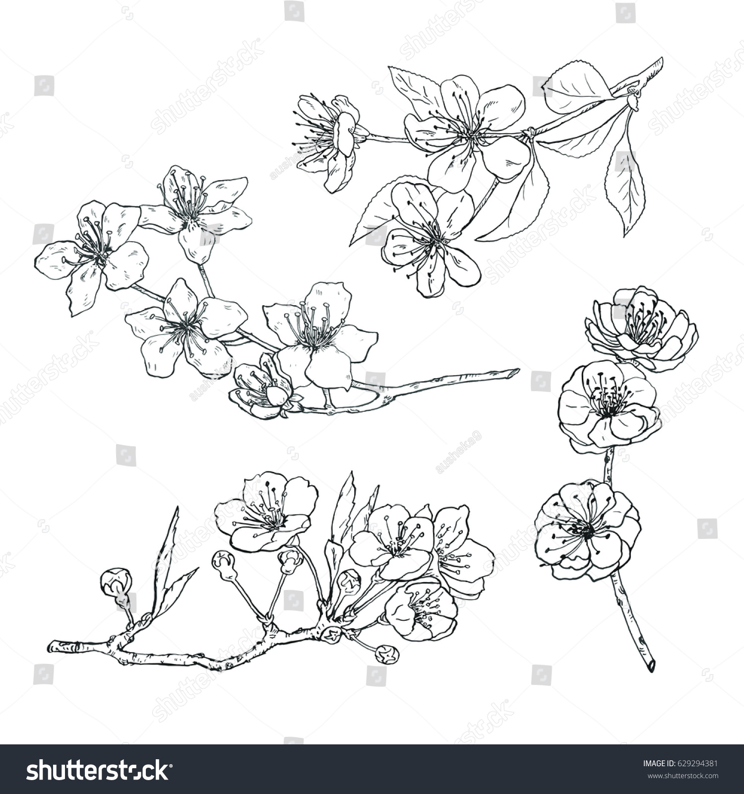 Vector Sketch Set Apple Sakura Cherry Stock Vector (Royalty Free ...