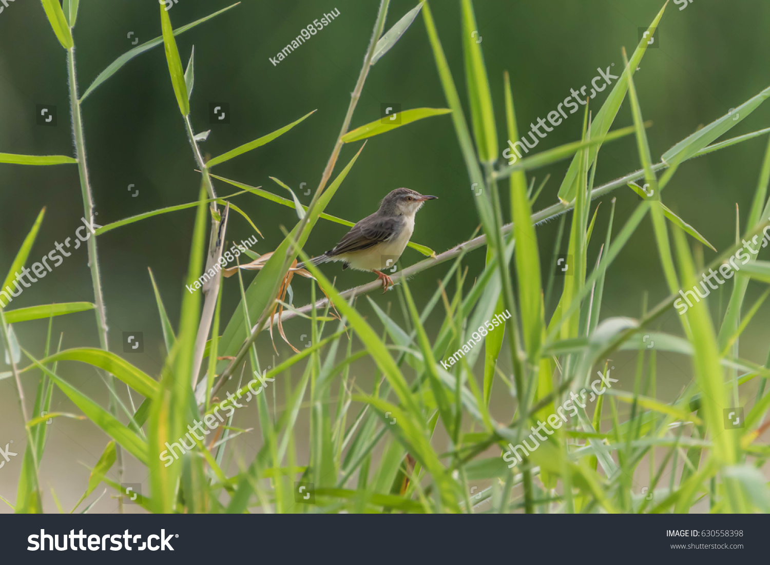 Finch Small Bird Orthotomus Currency Mouth Stock Photo 630558398 ...