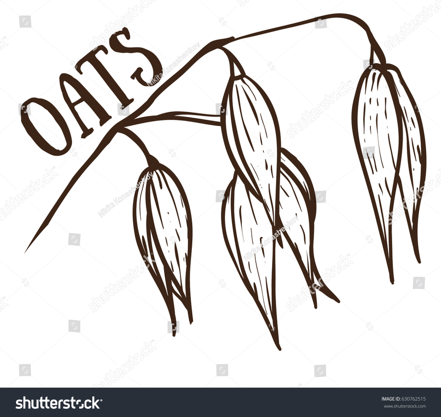 Drawing Oat Sketch On White Background Stock Vector (Royalty Free