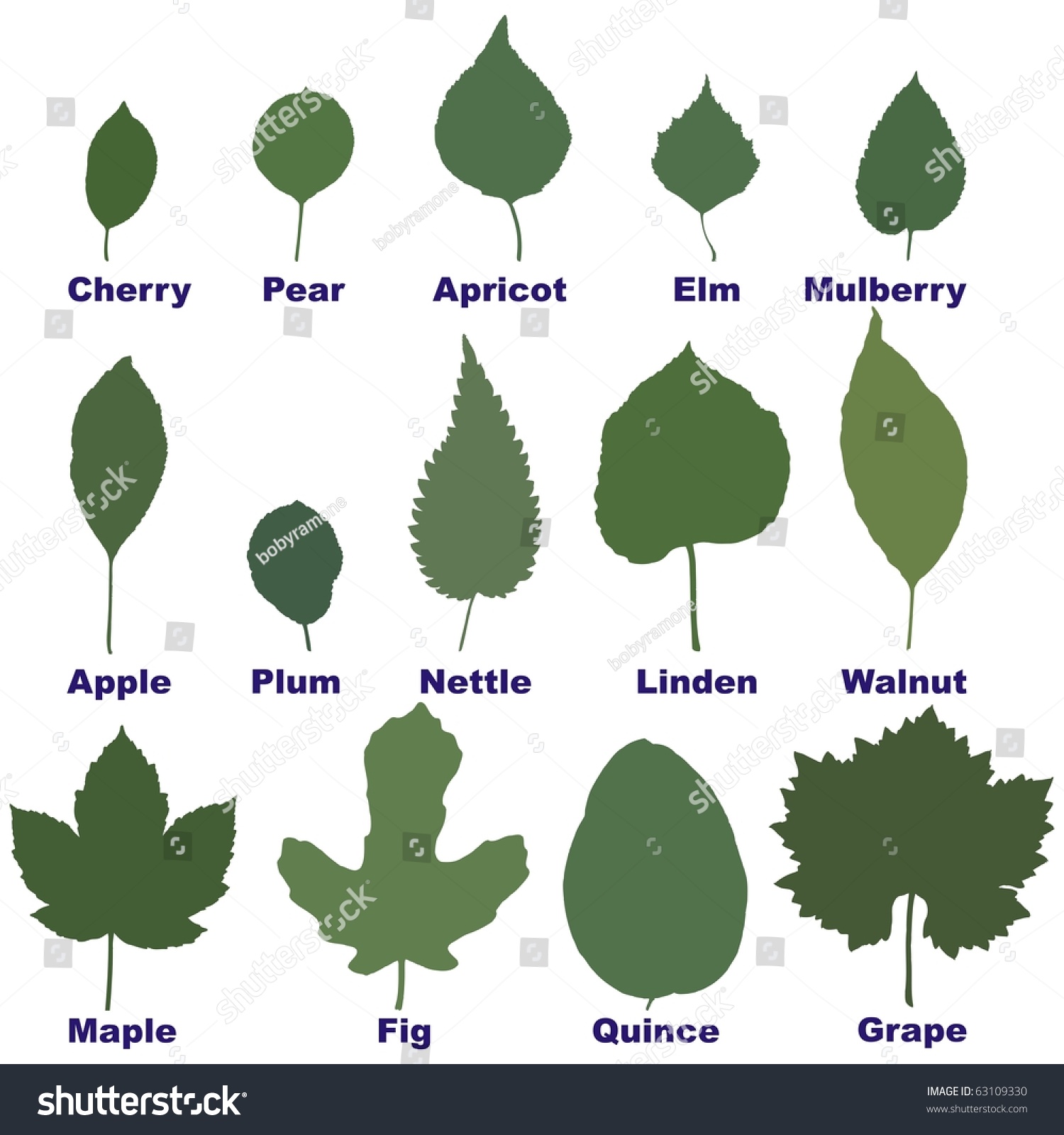 виды листьев деревьев фото с названиями