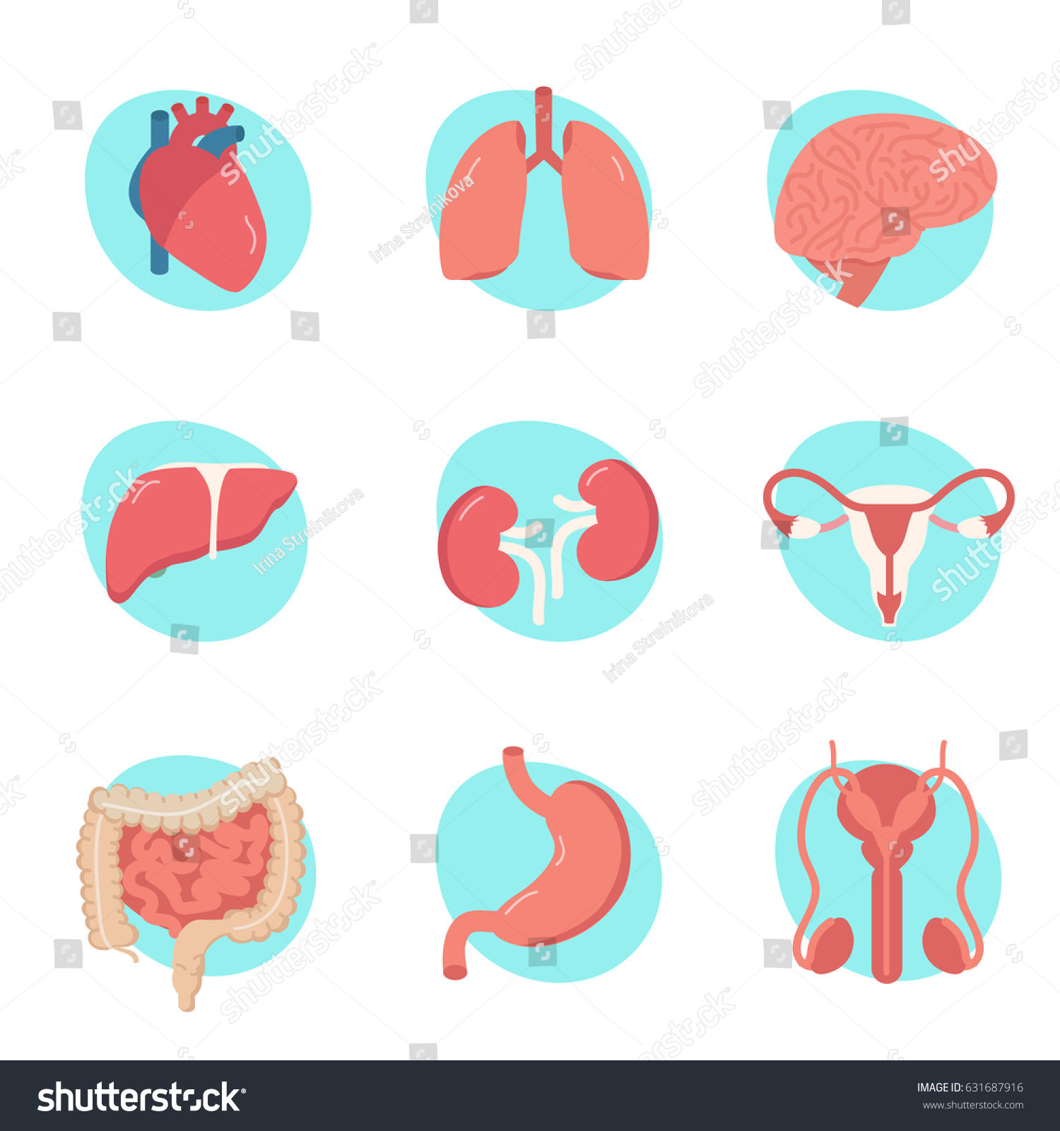 Human Organs Concept Design Web Banners Stock Vector (Royalty Free ...