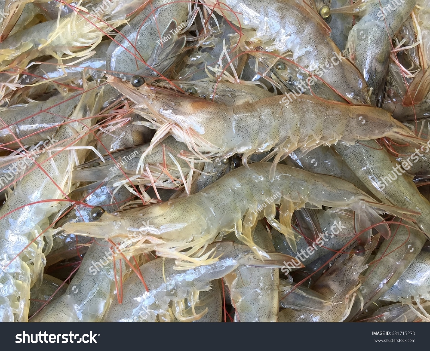 Vietnamese Whiteleg Shrimp Litopenaeus Vannamei Stock Photo 631715270 ...