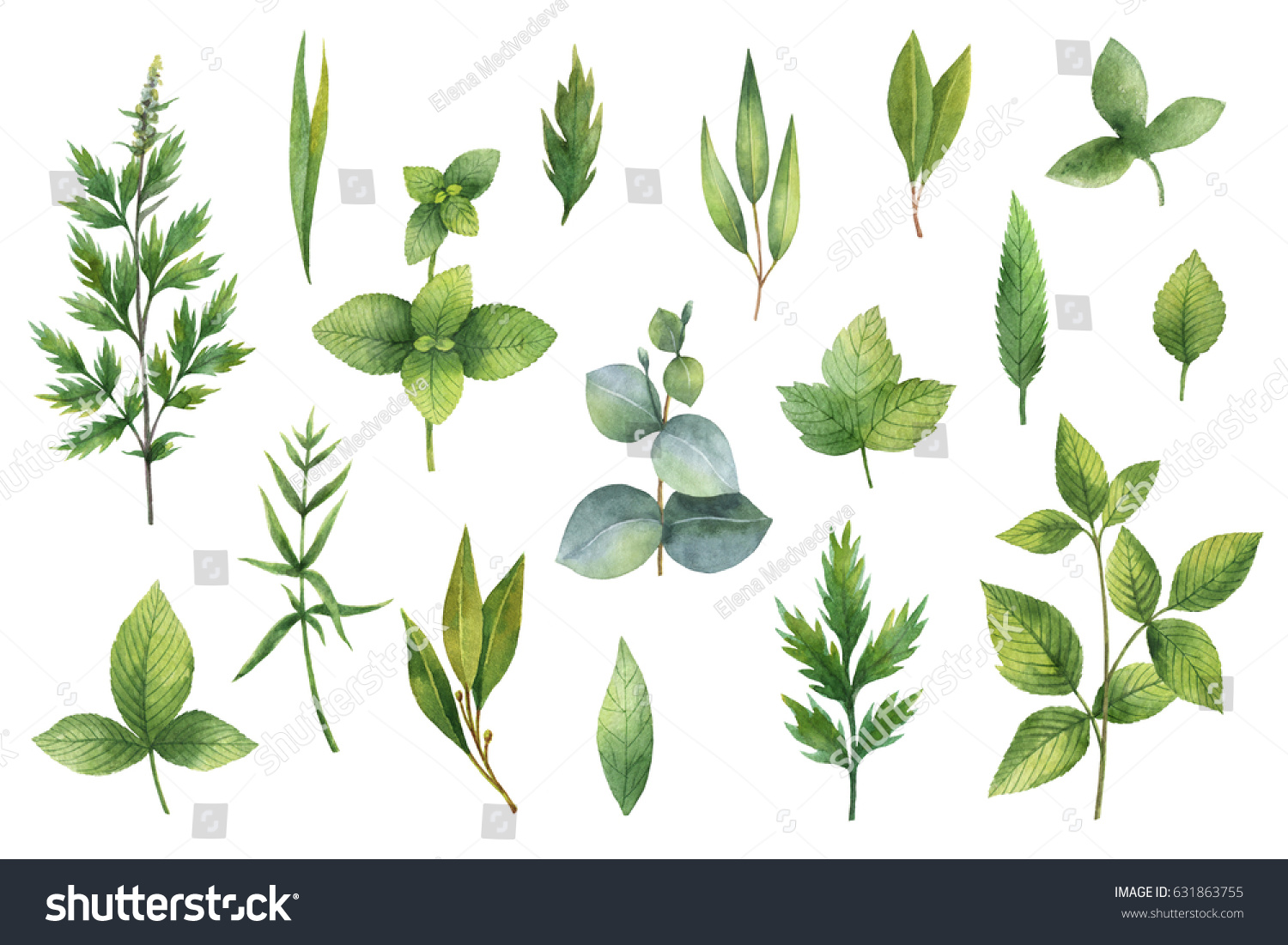 Hand Drawn Watercolor Set Green Herbs Stock Illustration 631863755 Shutterstock