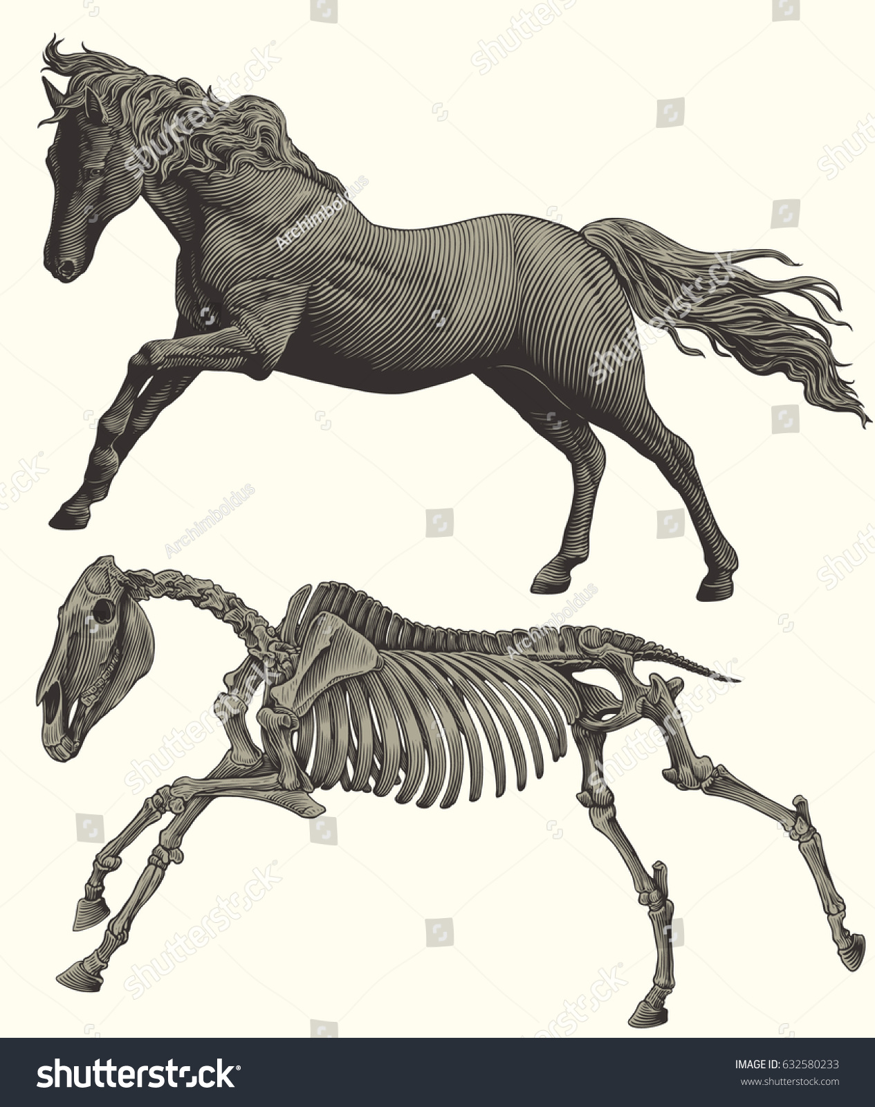 Скелет лошади на дыбах