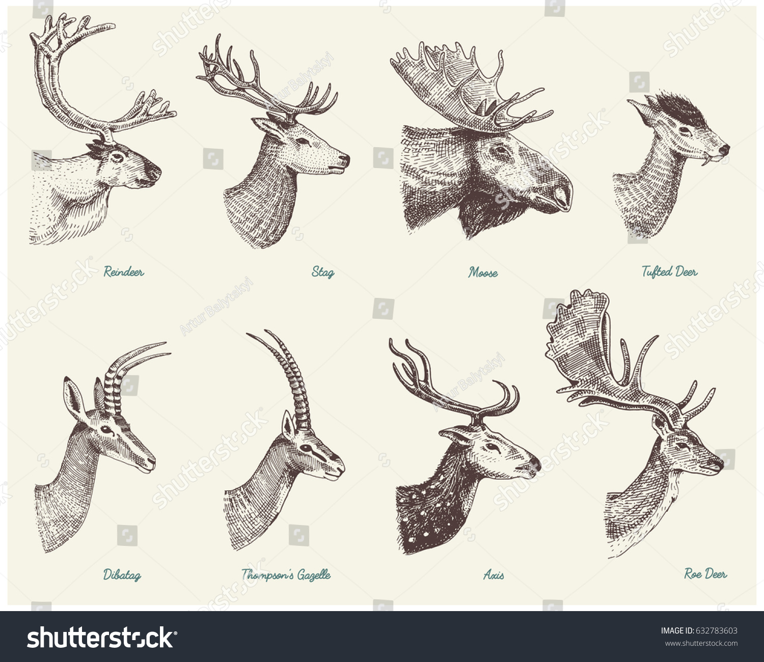 Big Set Horn Antlers Animals Moose Stock Vector (Royalty Free ...