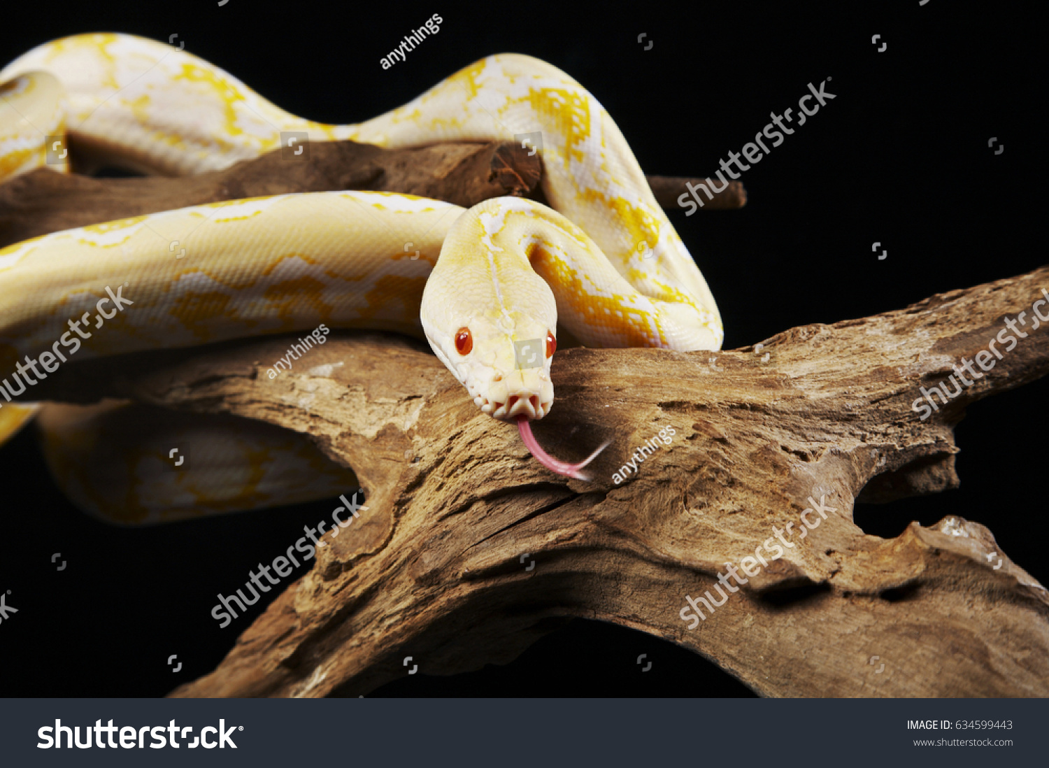 Albino Python Coiling Down Tree Tongue Stock Photo 634599443 | Shutterstock