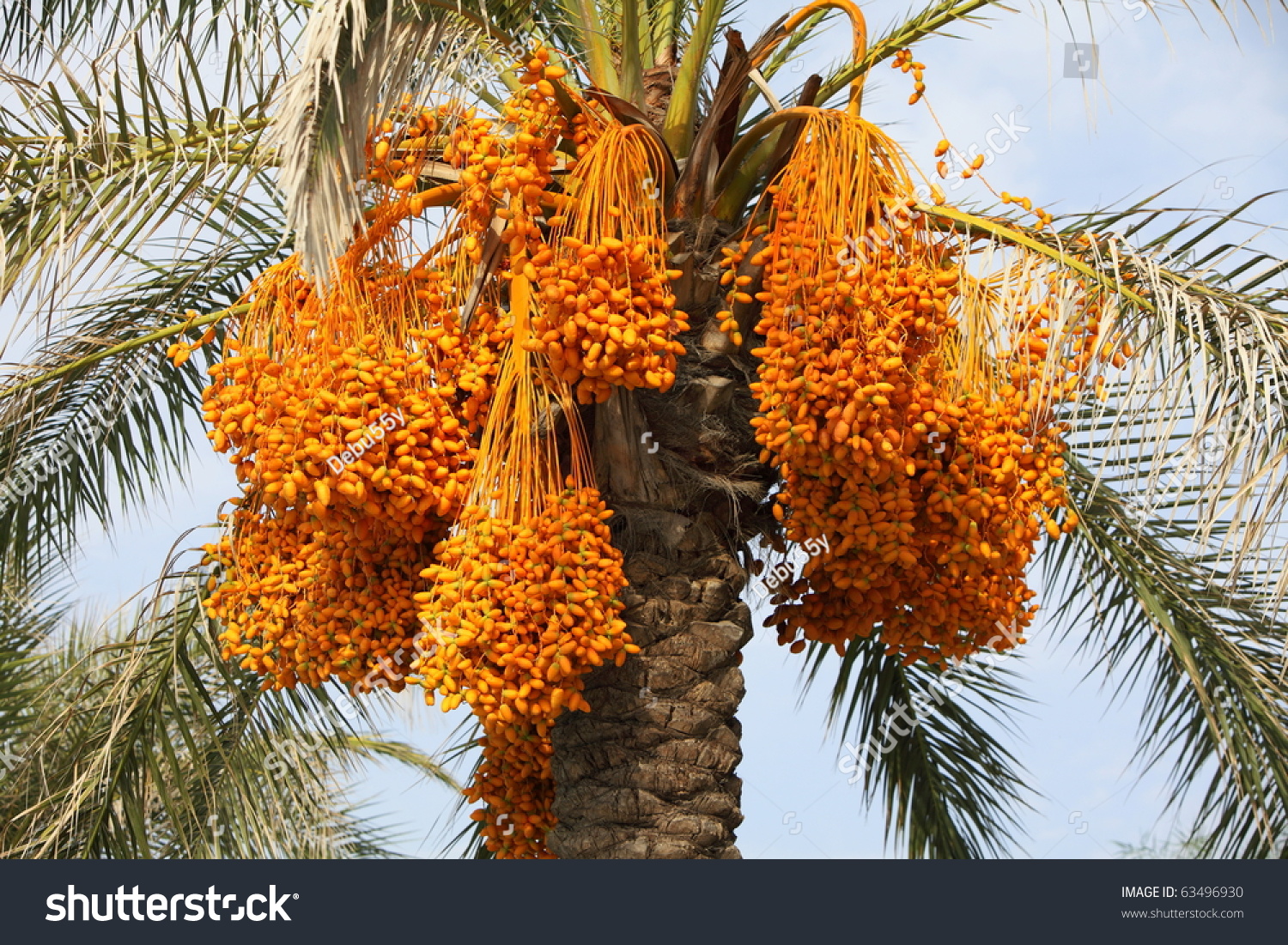 151,437 Date Tree Images, Stock Photos & Vectors | Shutterstock