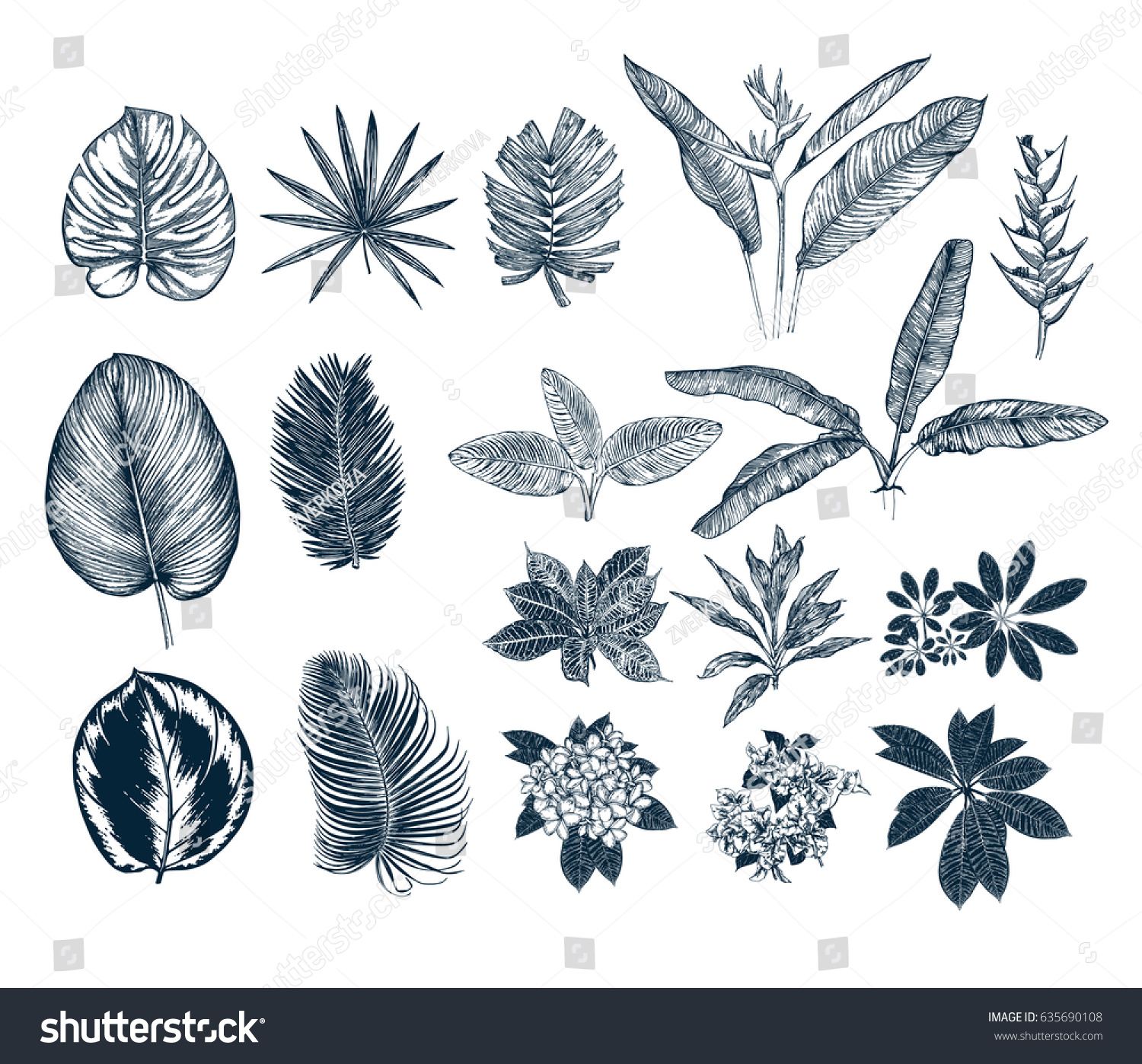 Tropical Collection Botanical Hand Drawn Illustration Stock Vector ...