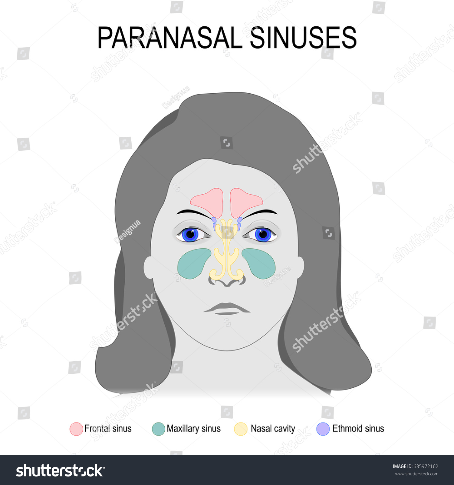 Paranasal Sinuses Womans Face Sinuses Maxillary Stock Vector (Royalty ...