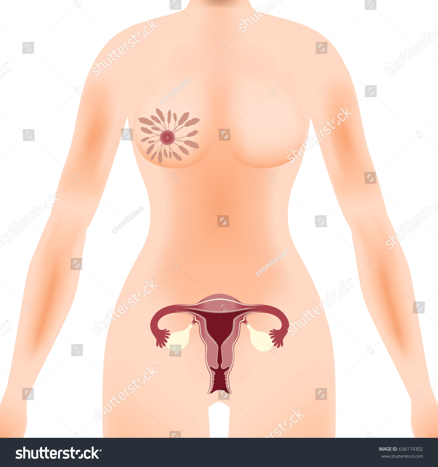 Female Genitalia