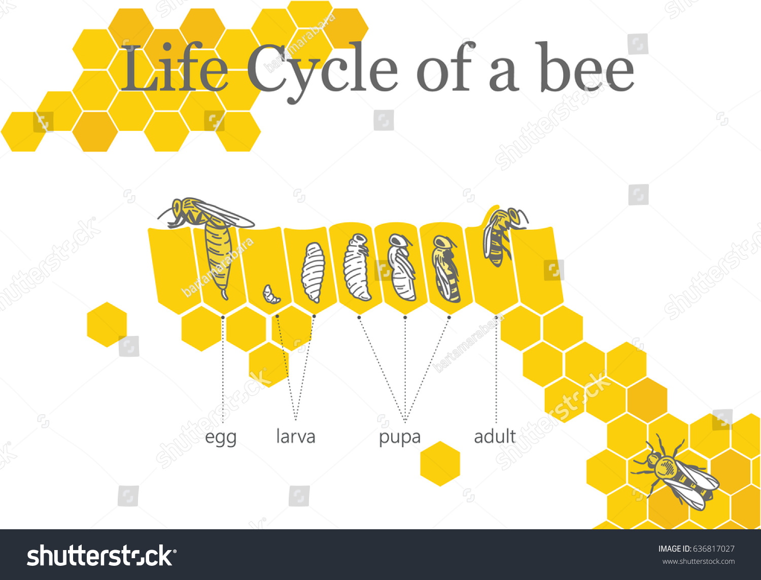 Life Cycle Bee Stock Vector (Royalty Free) 636817027 | Shutterstock