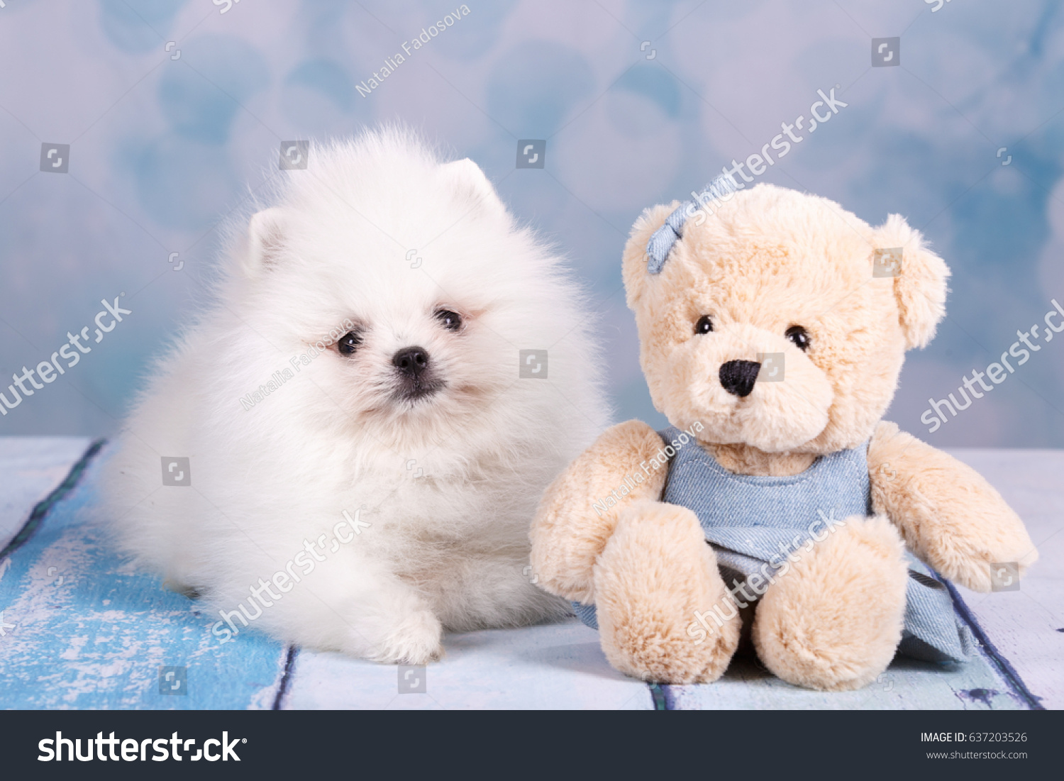 white fluffy teddy bear dog