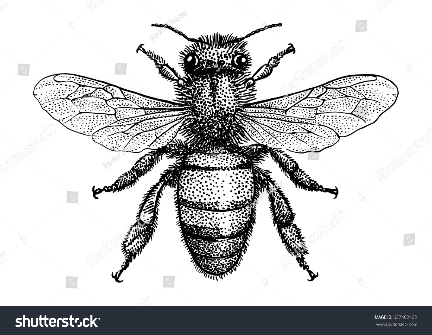 Bee Illustration Drawing Engraving Ink Line Stock Vector (Royalty Free ...